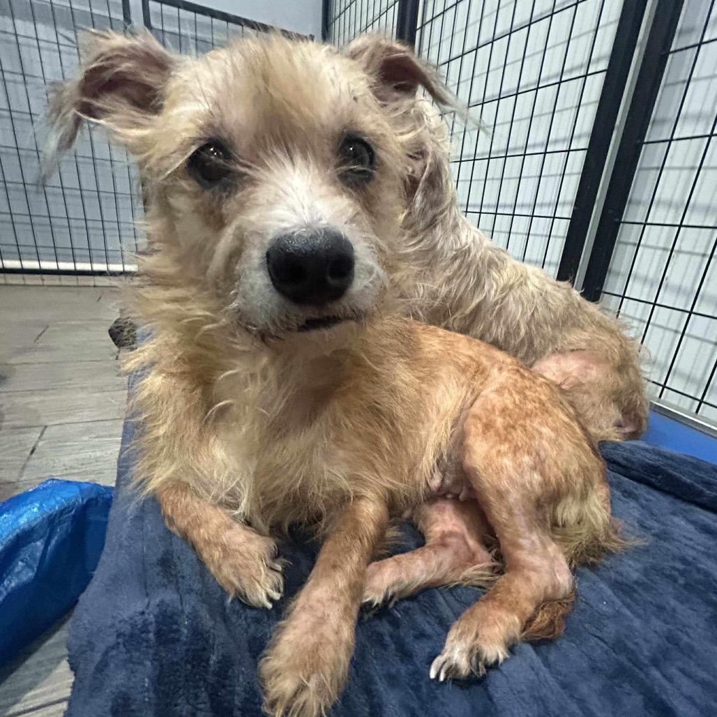 Tansy, Adoptable, Senior Female Terrier.