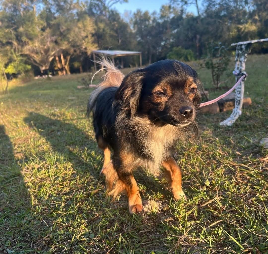Cocoa, Adopted, Adult Male Chihuahua & Pomeranian.