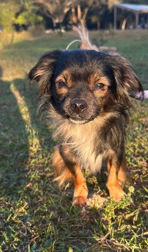 Enlarge Cocoa, a Adopted mixed breed in Bradenton, FL image 2/6