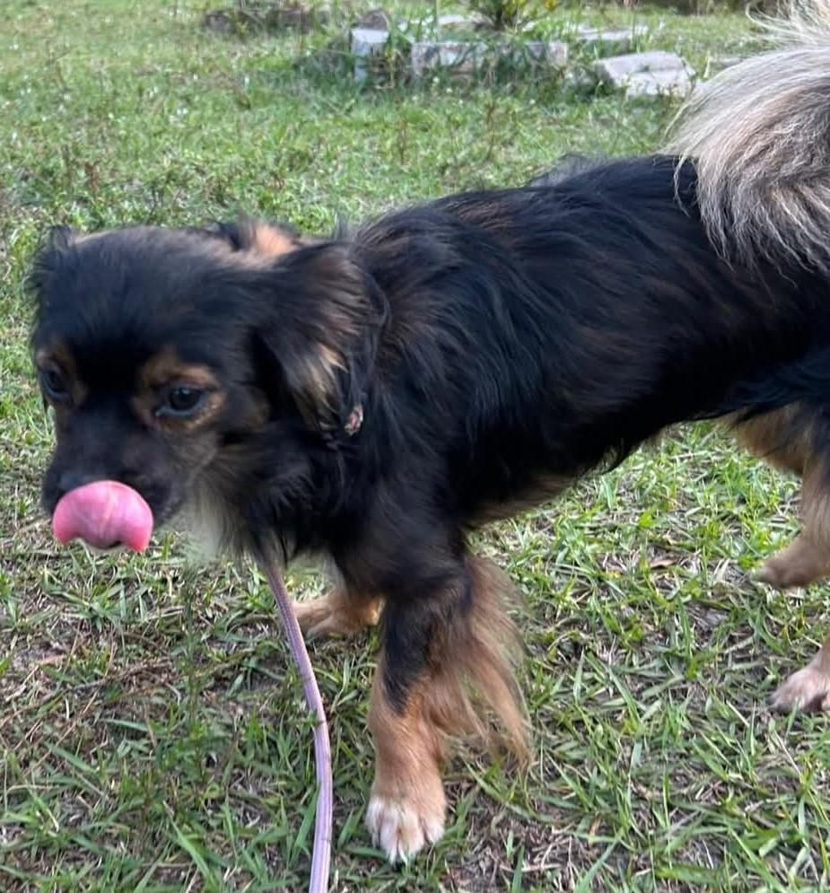 Enlarge Cocoa, a Adopted mixed breed in Bradenton, FL image 3/6