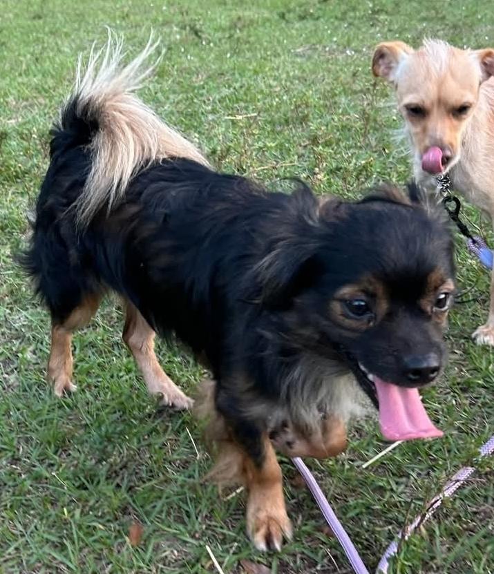 Enlarge Cocoa, a Adopted mixed breed in Bradenton, FL image 4/6