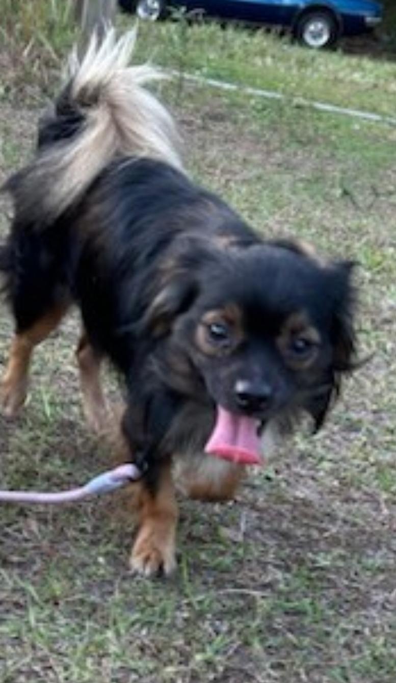 Enlarge Cocoa, a Adopted mixed breed in Bradenton, FL image 5/6