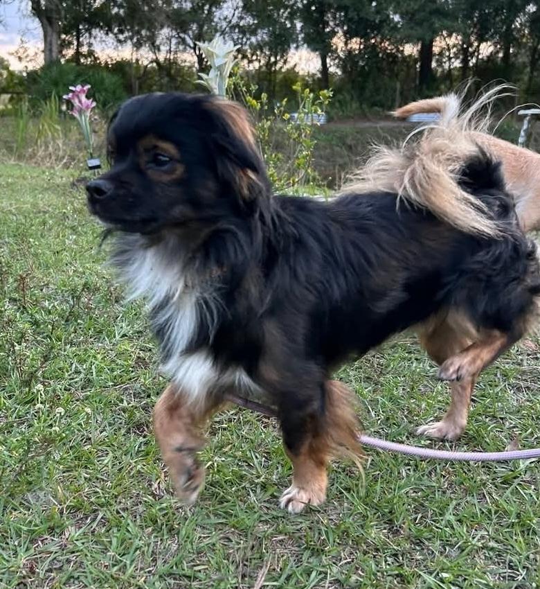 Enlarge Cocoa, a Adopted mixed breed in Bradenton, FL image 6/6