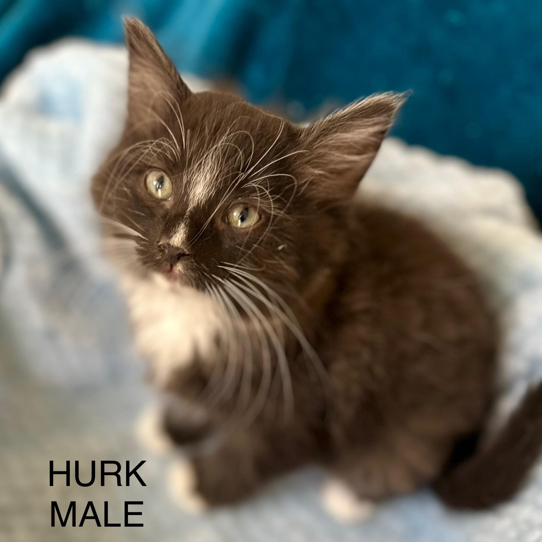 Hurk