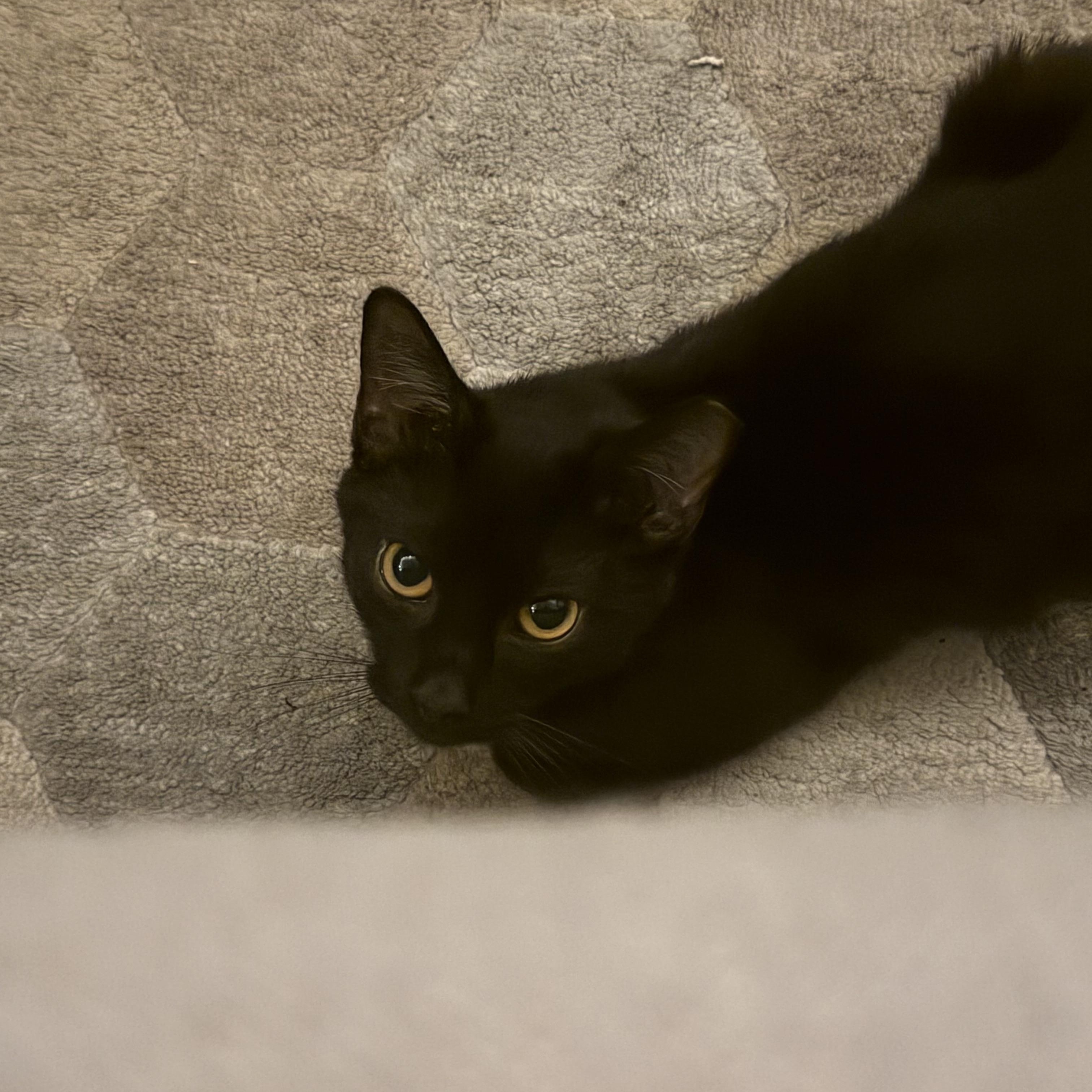 Piper, ADOPTABLE, Young Female Domestic Short Hair.