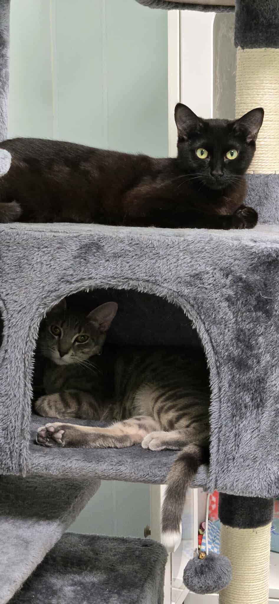 Lily and Babs, Adult Female unknown