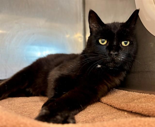 MEGS, Adoptable, Adult Female Domestic Short Hair.