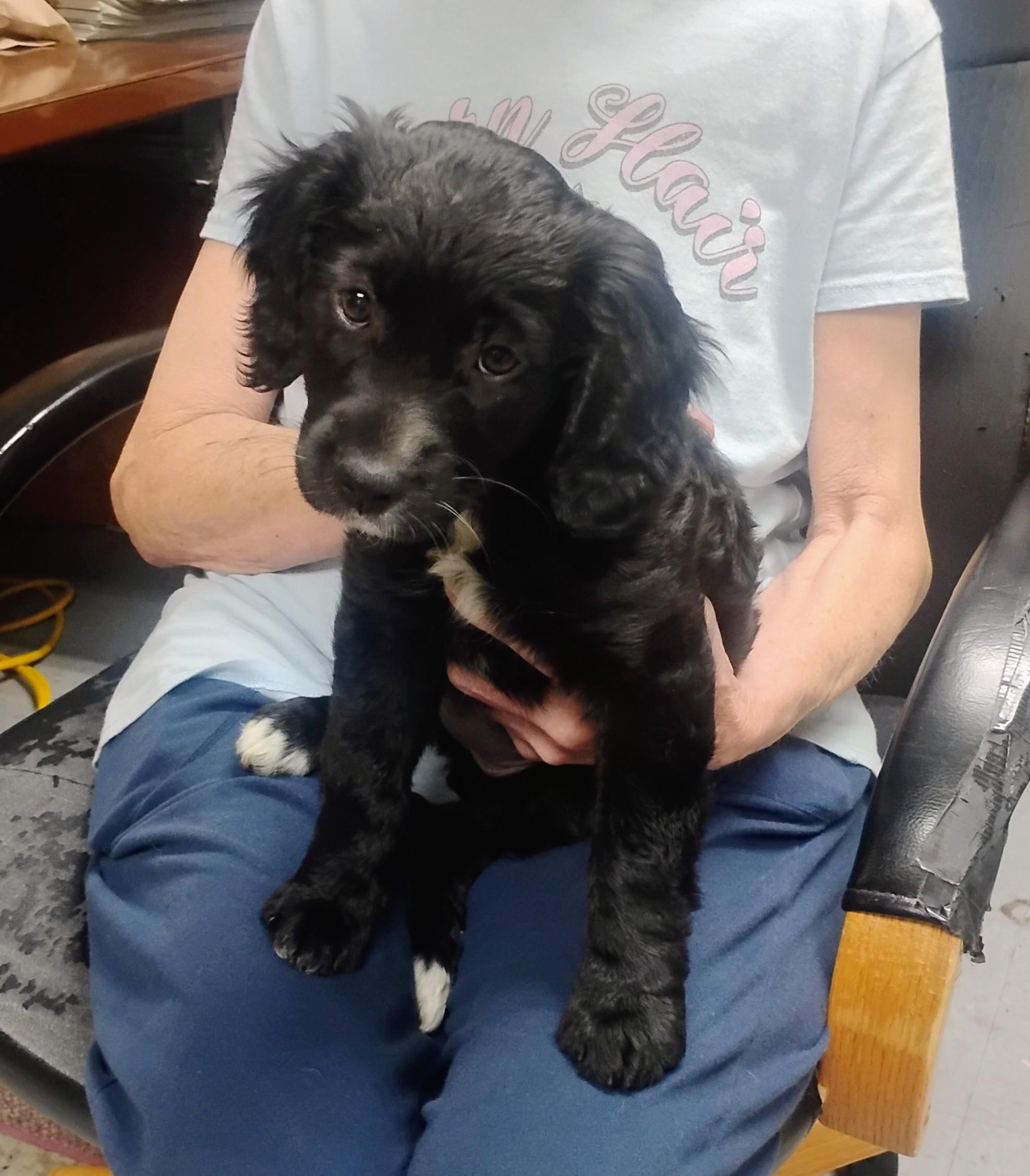 Tizzie, adoptable, Puppy Female Irish Setter.