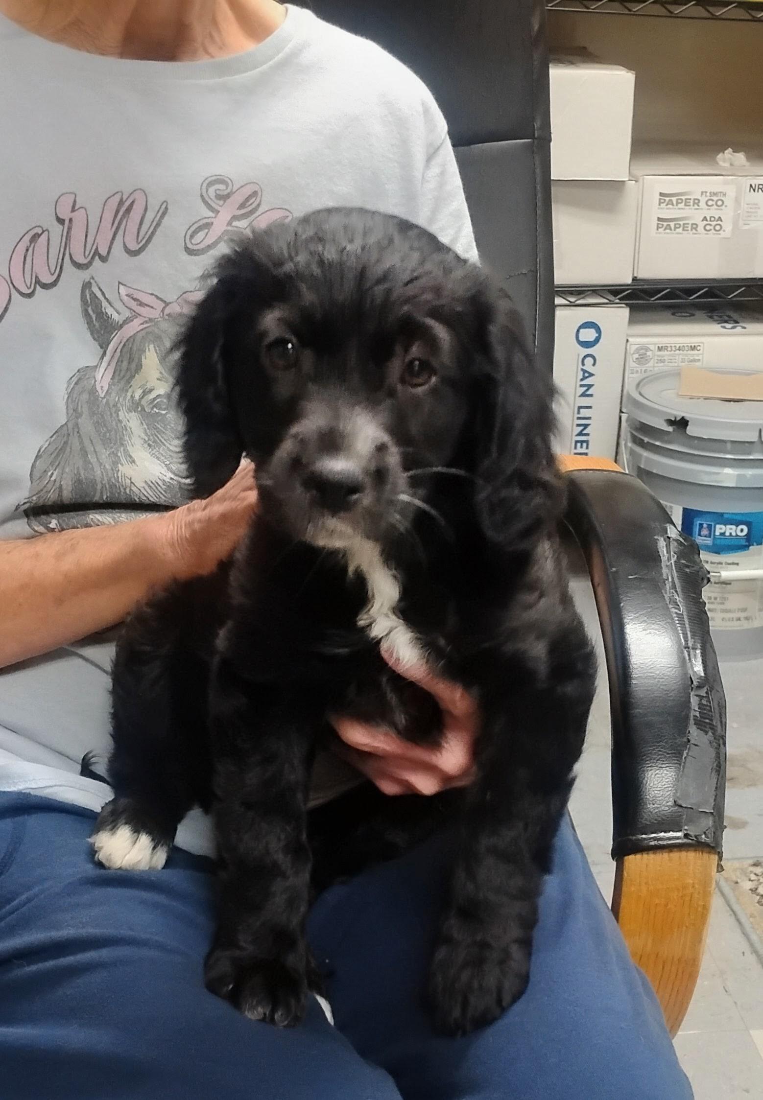 Enlarge Tizzie, an adoptable mixed breed in Sulphur, OK image 3/3