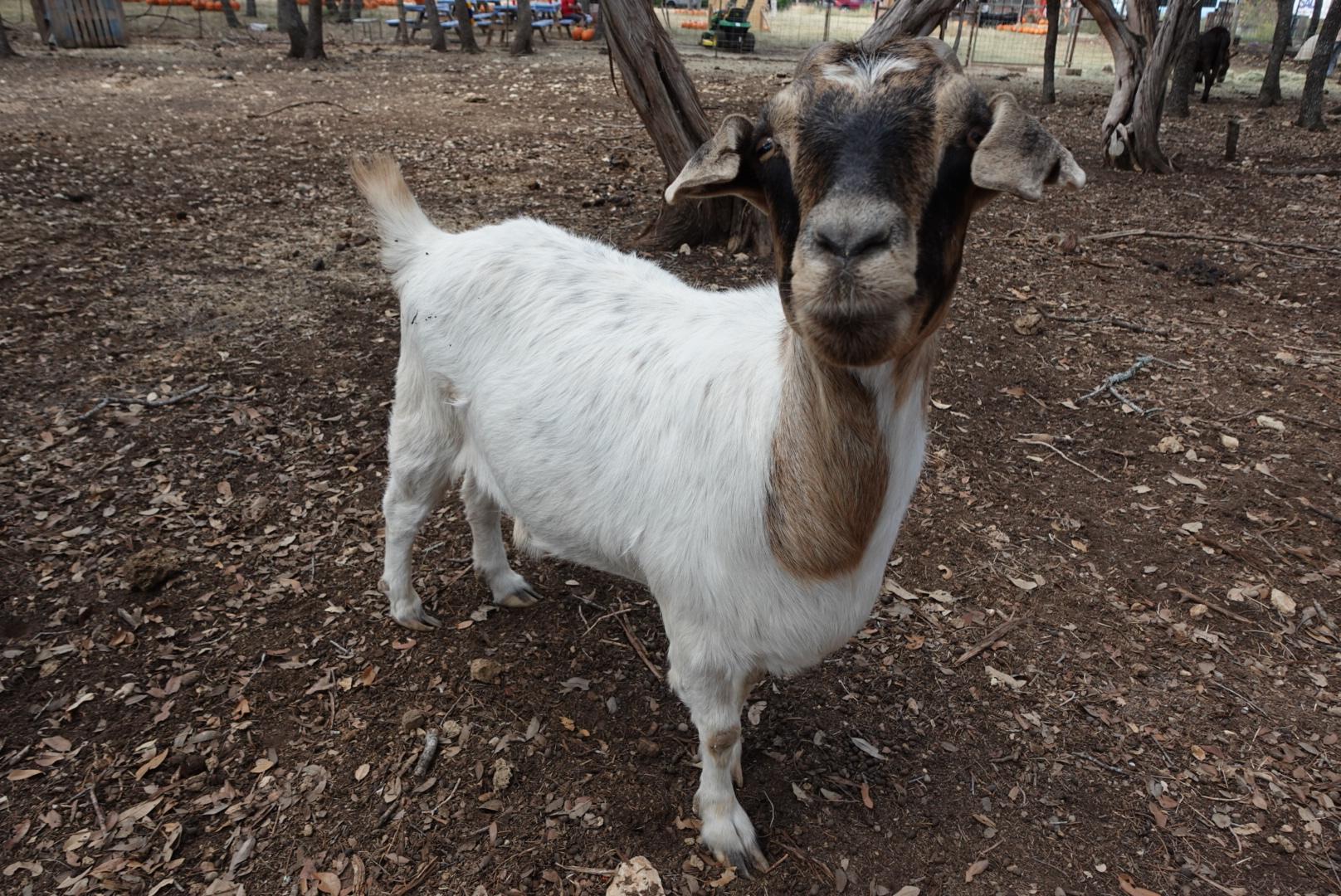 Betty, Adoptable, Adult Female Goat.