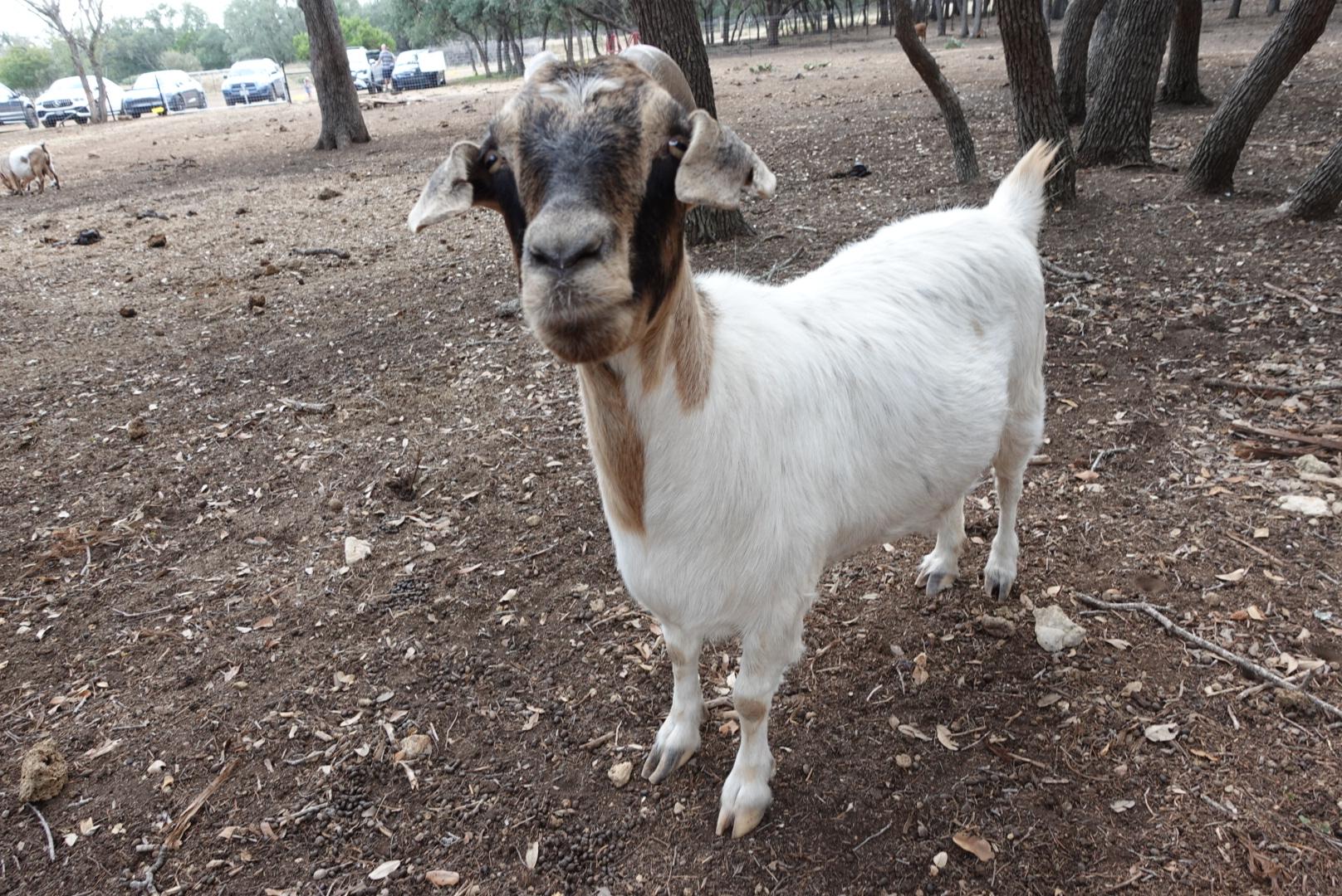 Betty, Adoptable, Adult Female Goat.