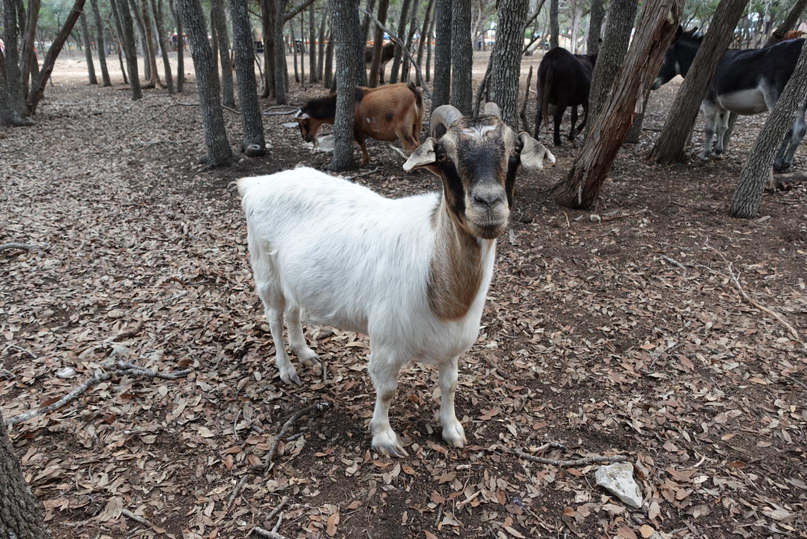 Enlarge Betty, a Adoptable Goat in Bulverde, TX image 3/4