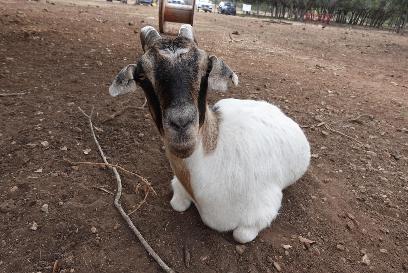 Enlarge Betty, a Adoptable Goat in Bulverde, TX image 4/4