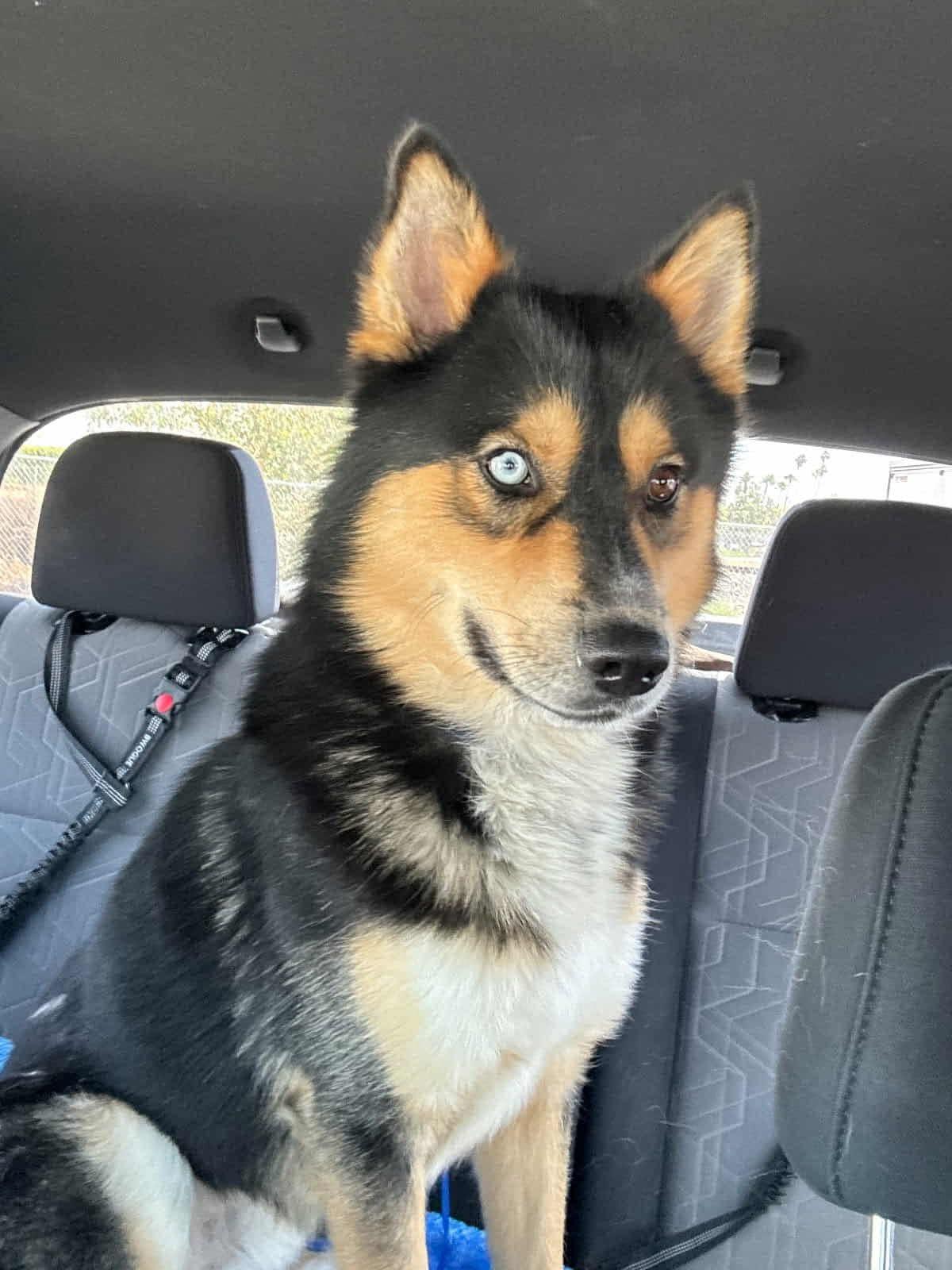 Teddy, Adoptable, Adult Male Siberian Husky.