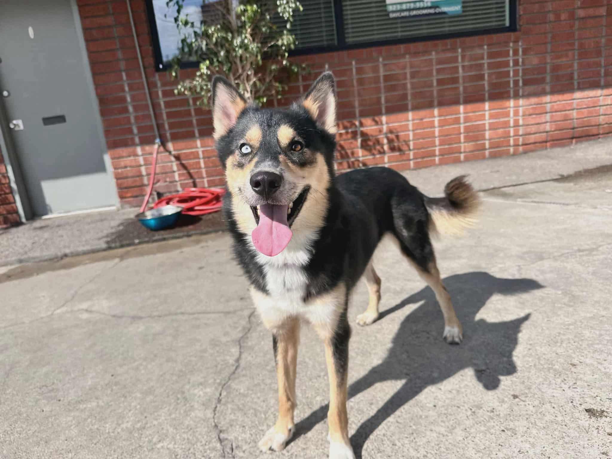 Teddy, Adoptable, Adult Male Siberian Husky.
