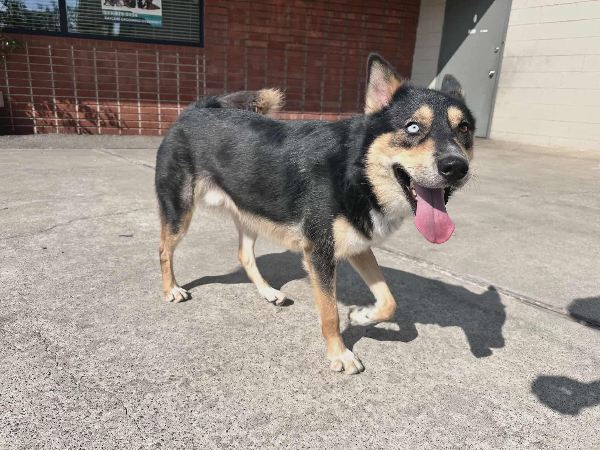 Enlarge Teddy, a Adoptable Siberian Husky in Langley, BC image 2/5