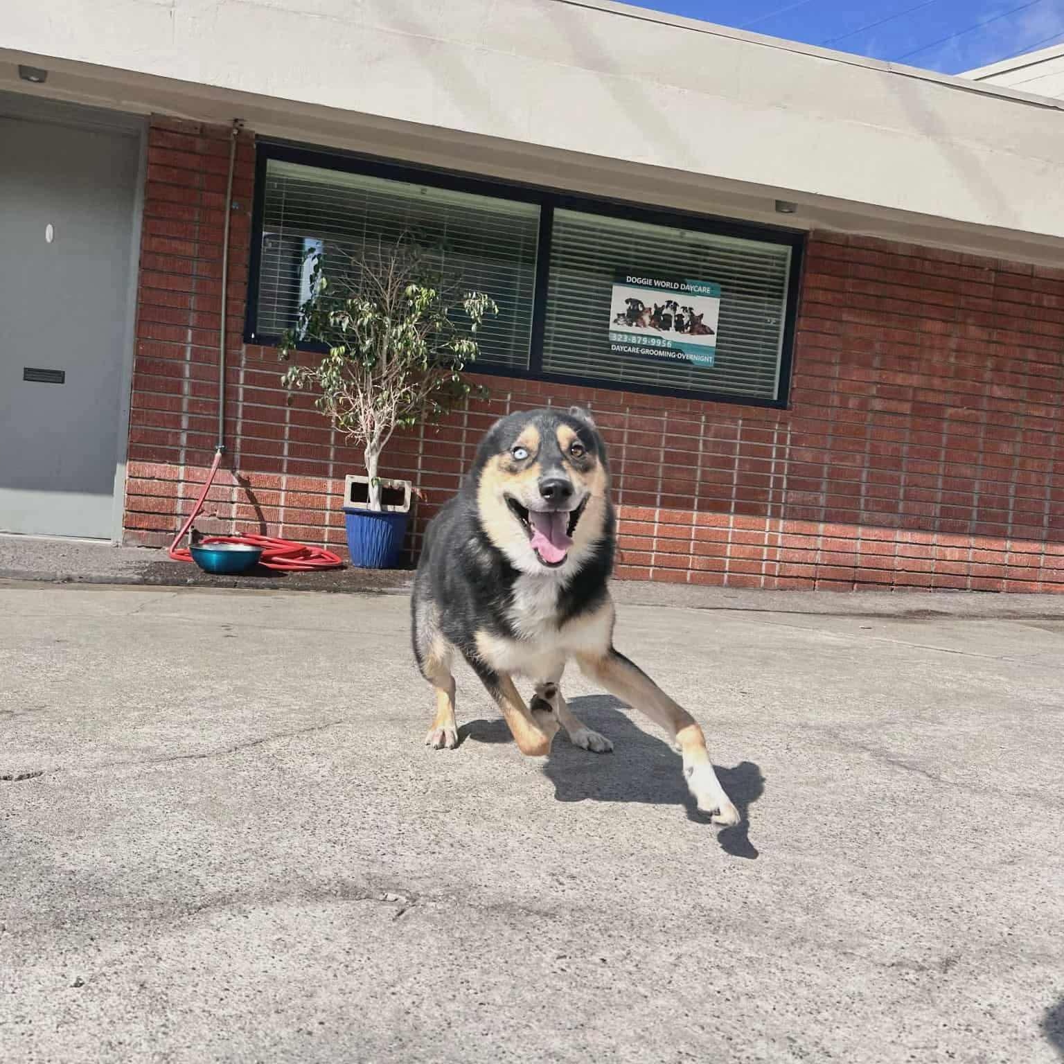 Enlarge Teddy, a Adoptable Siberian Husky in Langley, BC image 3/5