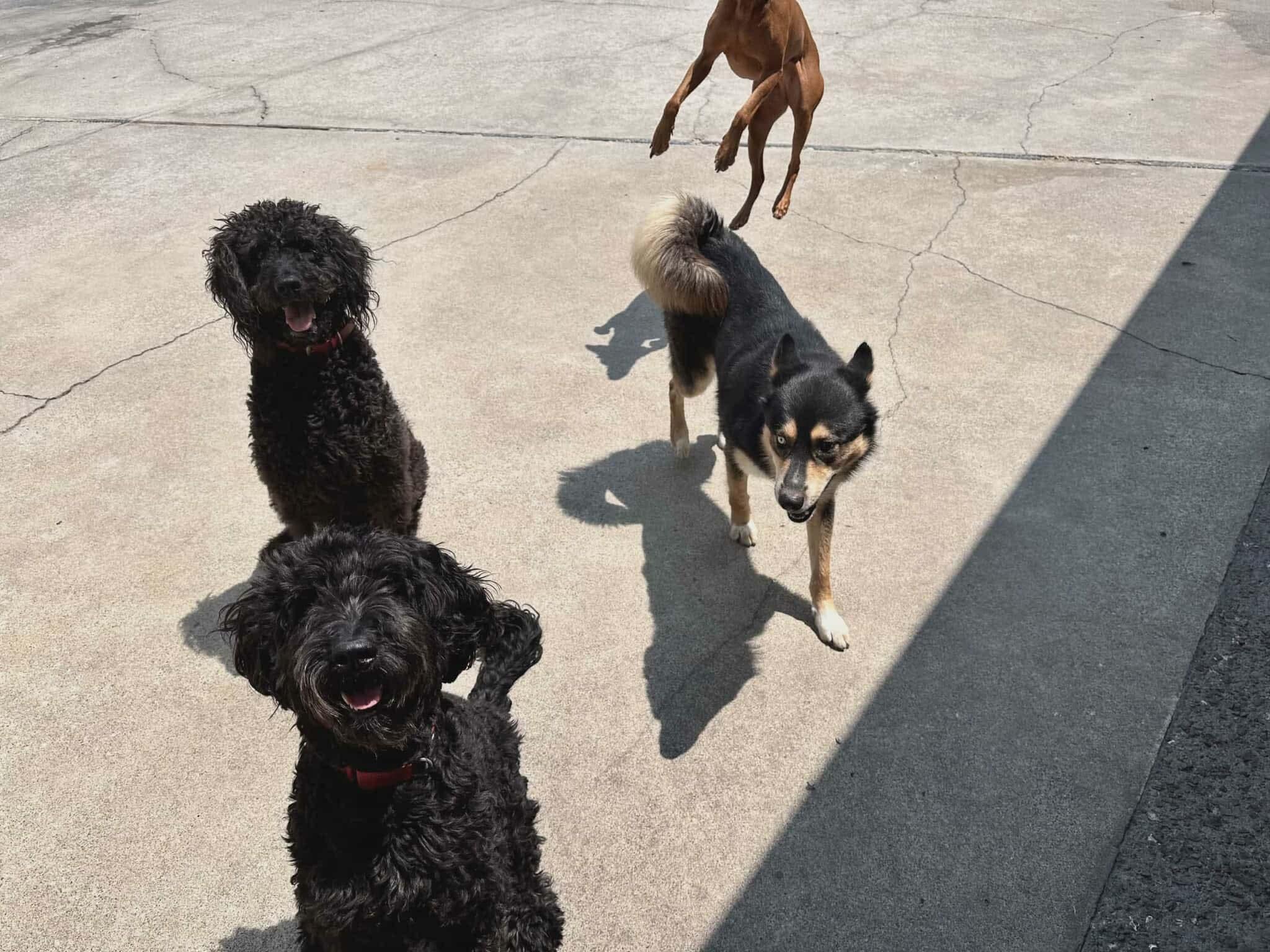 Enlarge Teddy, a Adoptable Siberian Husky in Langley, BC image 4/5