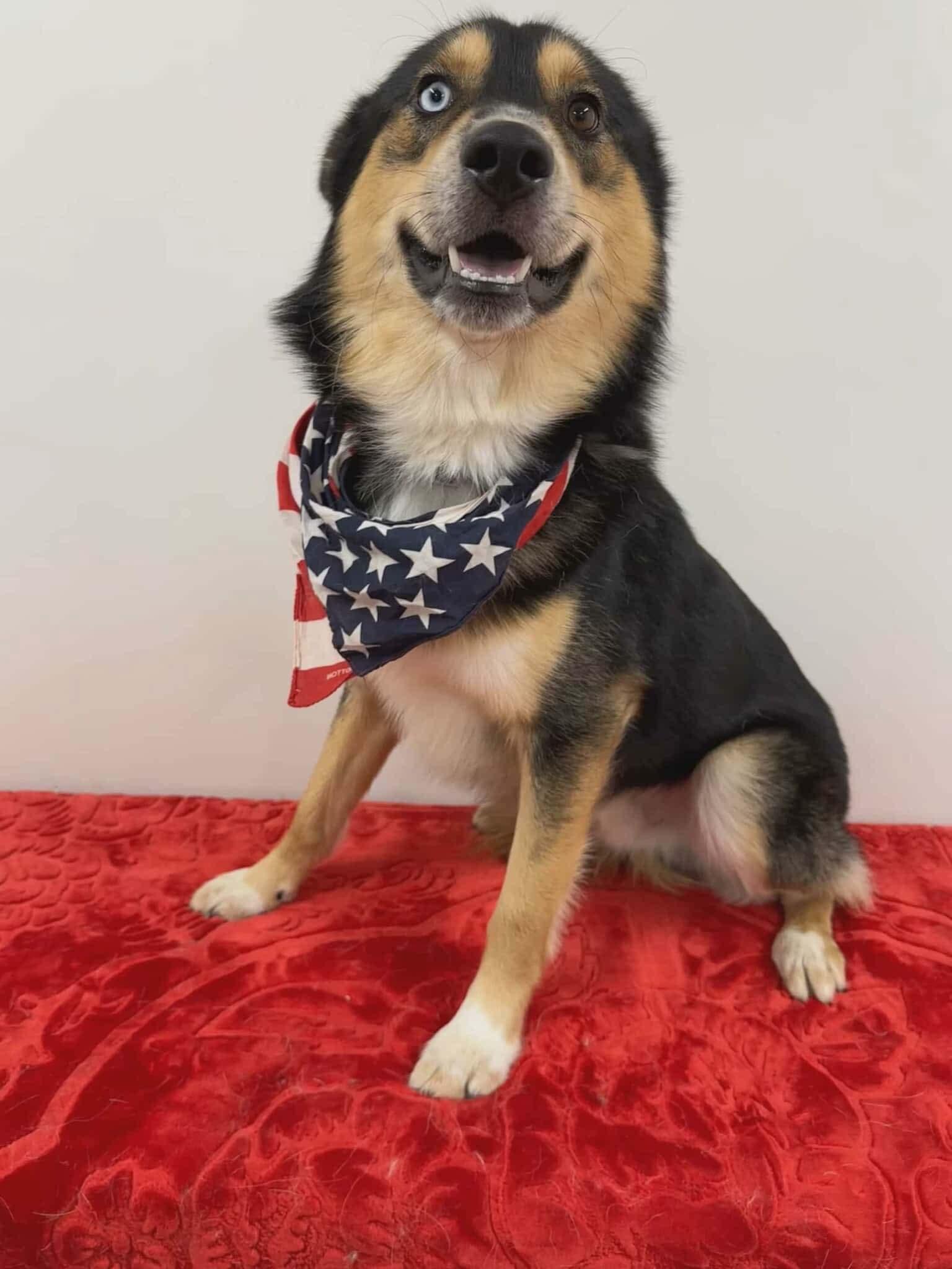 Enlarge Teddy, a Adoptable Siberian Husky in Langley, BC image 5/5