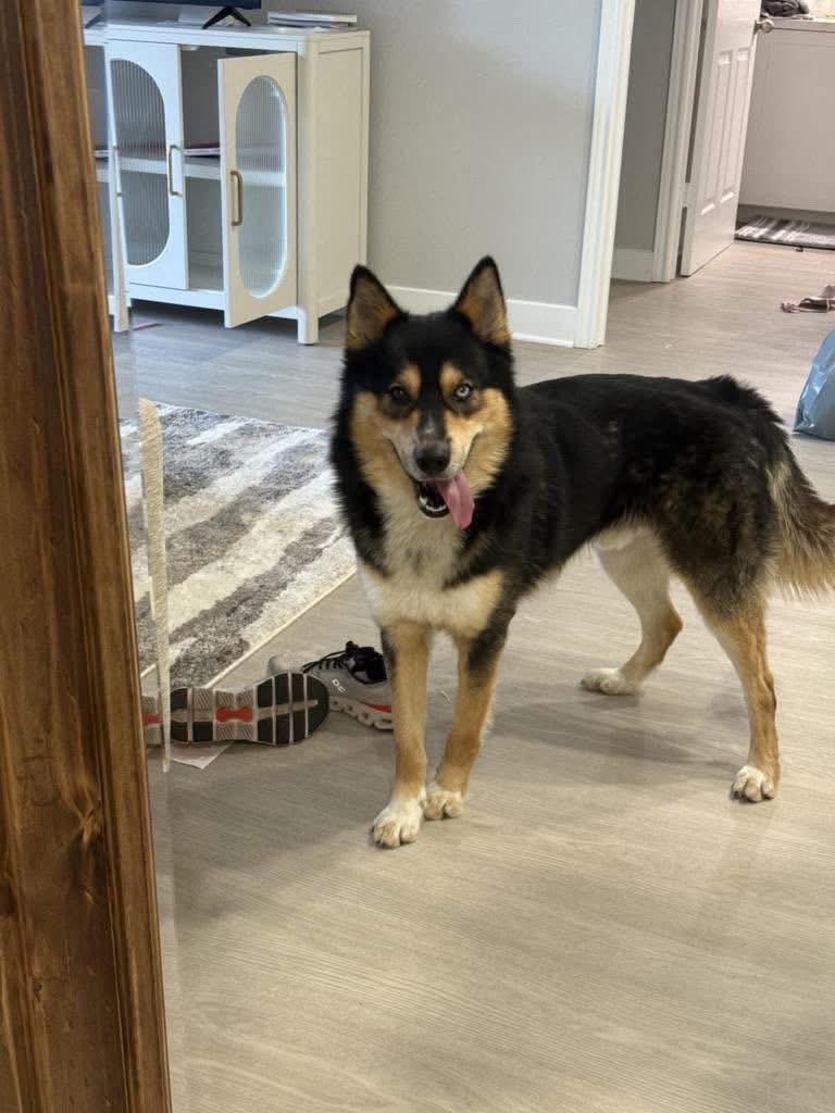 Enlarge Teddy, a Adoptable Siberian Husky in Langley, BC image 4/5