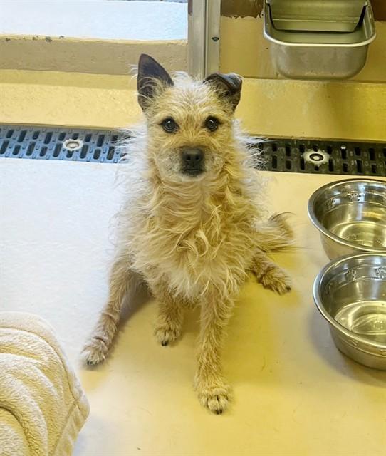 TEDDY, Adoptable, Adult Male Terrier & Mixed Breed.