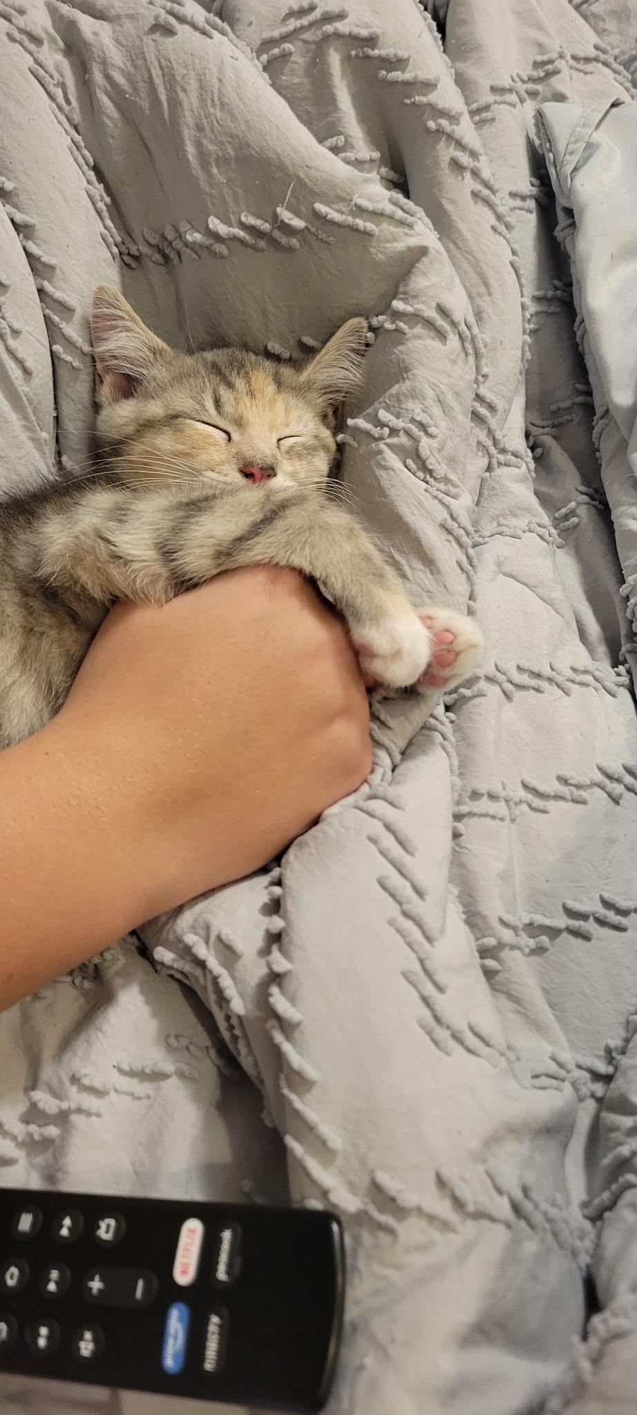 Elizabeth Taylor, a Adoptable mixed breed image 1/6