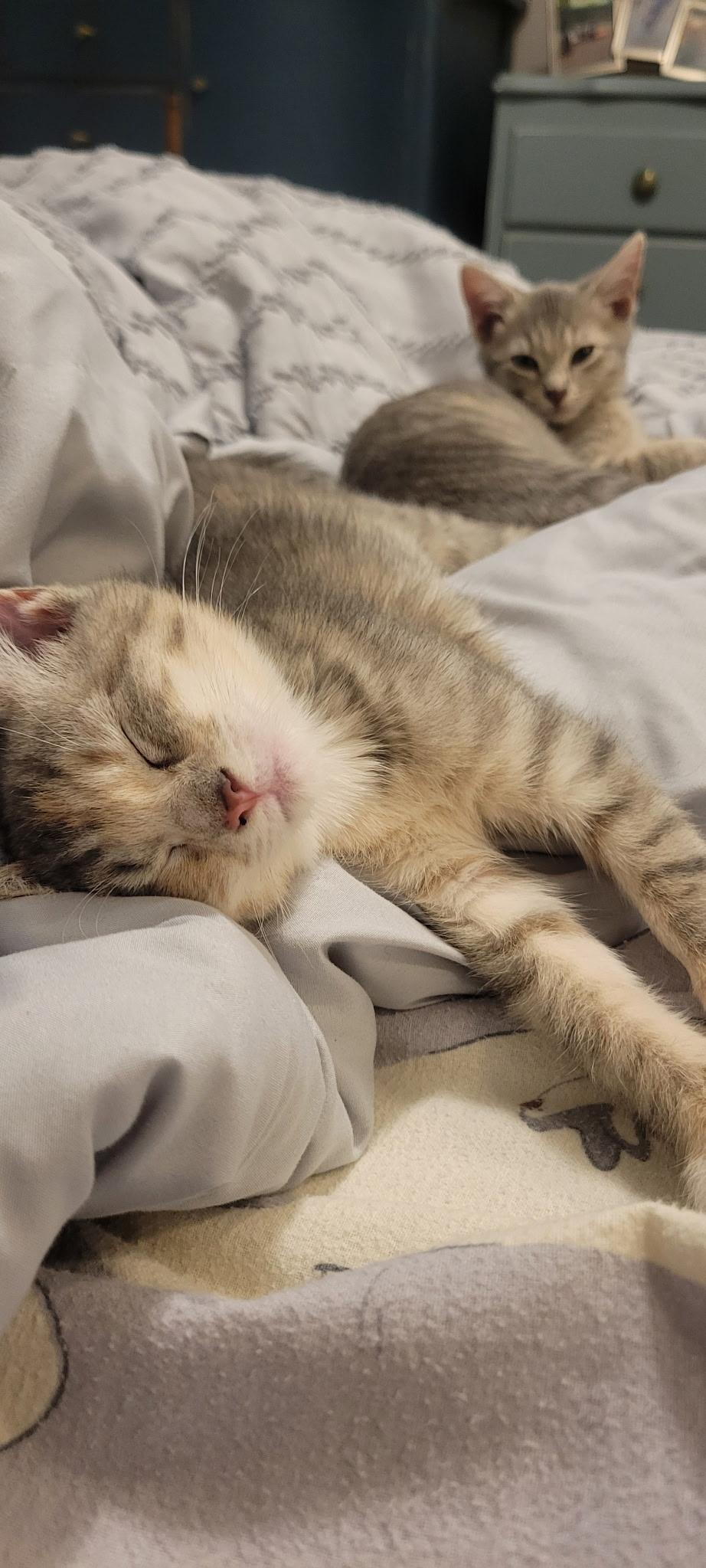 Elizabeth Taylor, a Adoptable mixed breed image 2/6