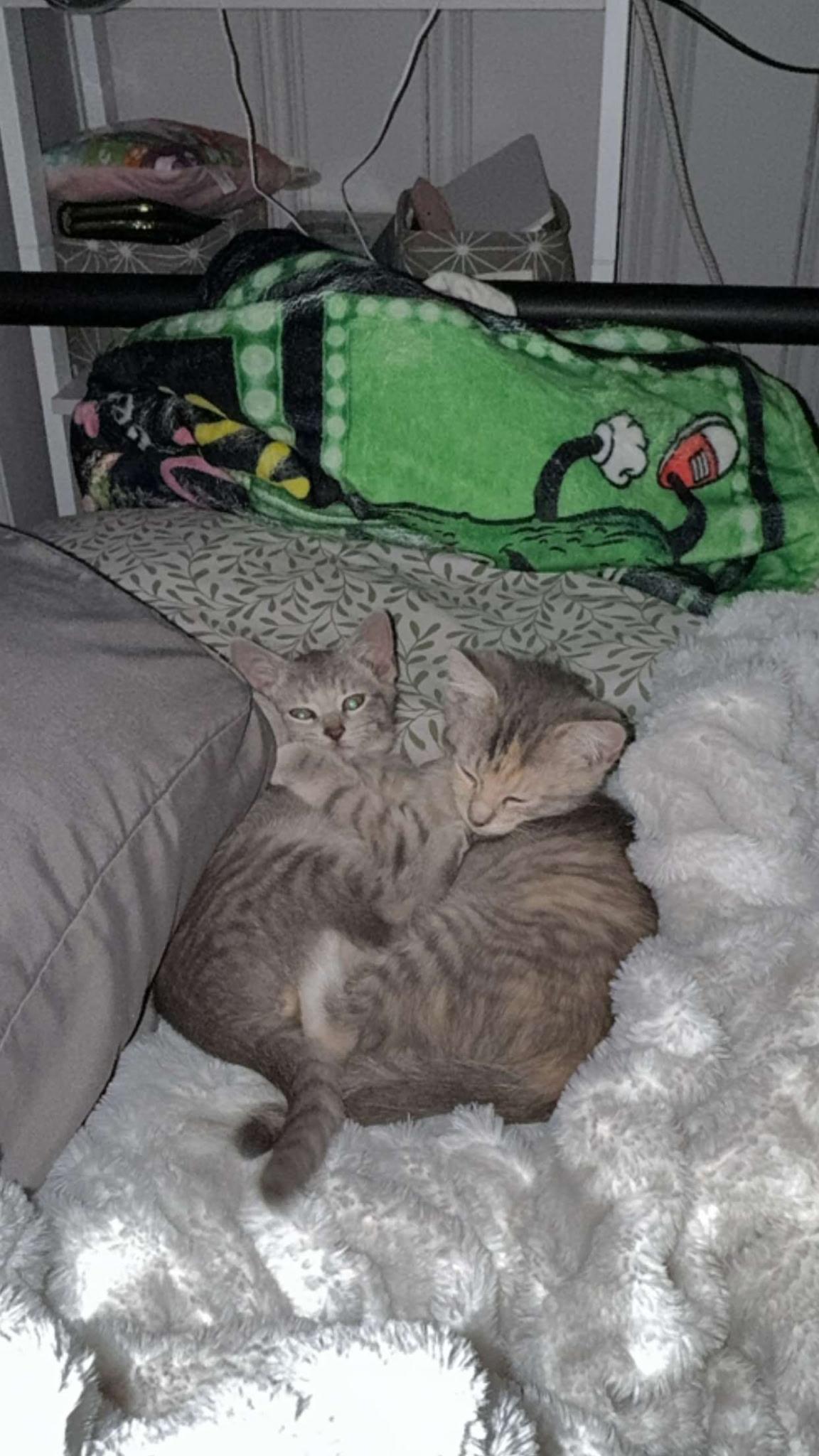 Elizabeth Taylor, a Adoptable mixed breed image 3/6