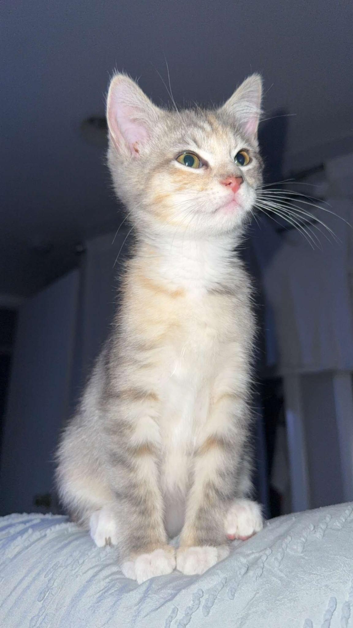 Elizabeth Taylor, a Adoptable mixed breed image 4/6