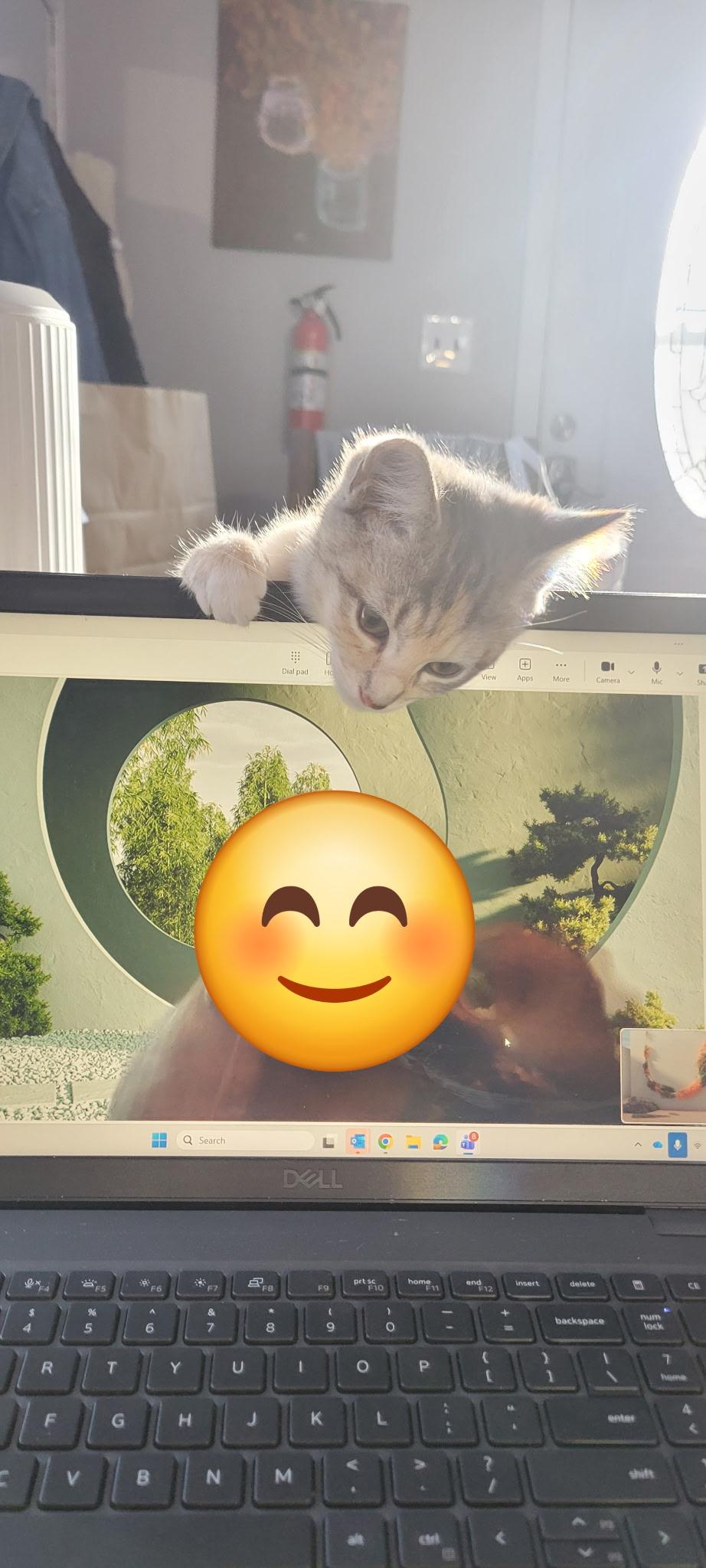 Elizabeth Taylor, a Adoptable mixed breed image 5/6