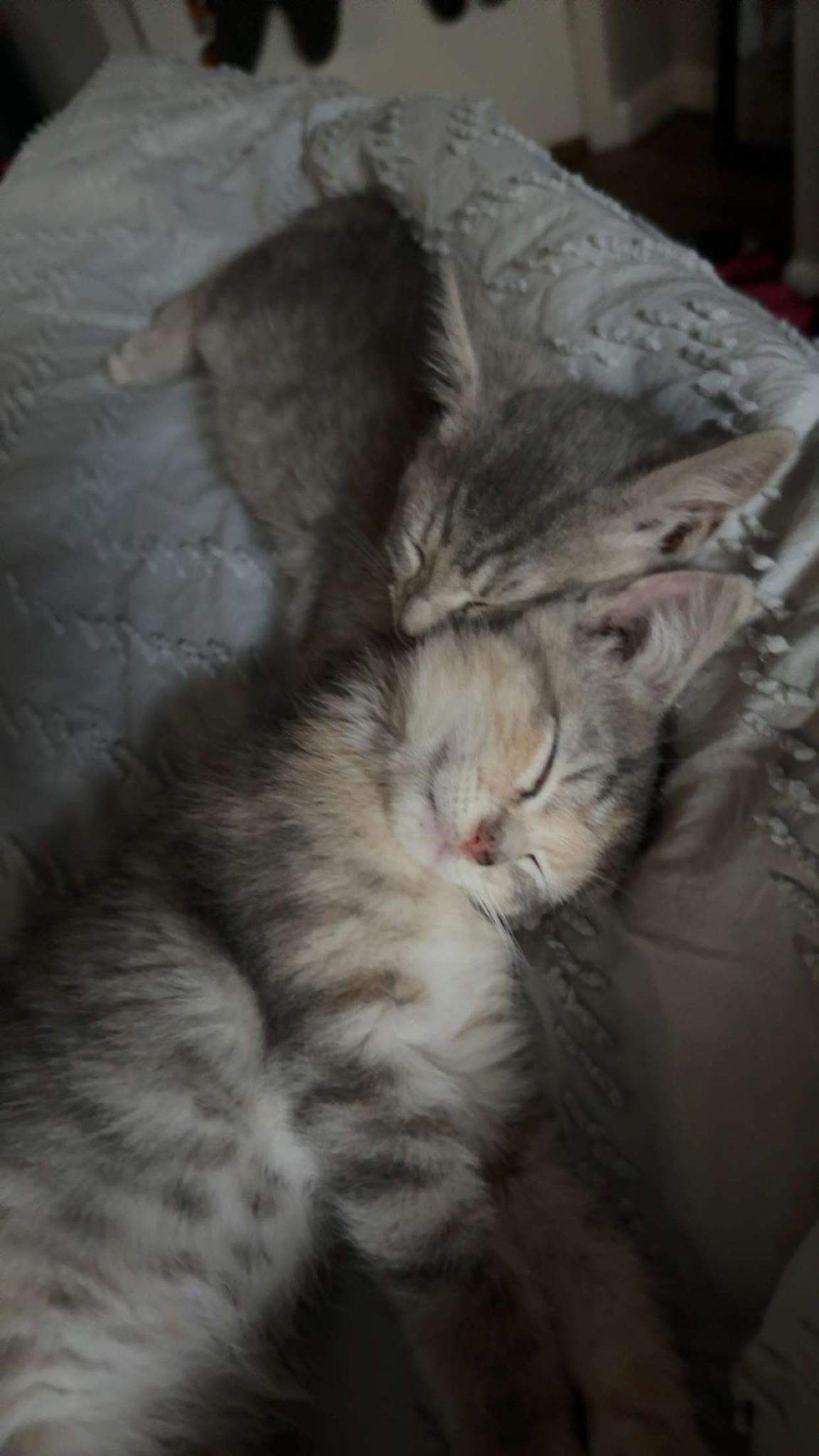 Elizabeth Taylor, a Adoptable mixed breed image 6/6