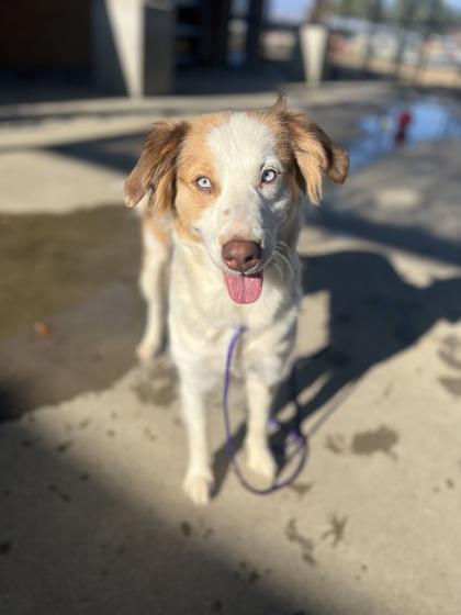 Furricane, Adoptable, Young Female Australian Shepherd & Mixed Breed.