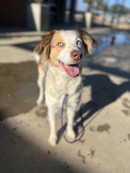 Enlarge Furricane, a Adoptable mixed breed in Longview, TX image 2/3