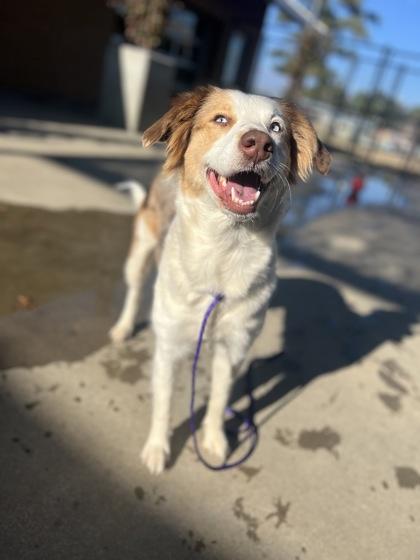 Enlarge Furricane, a Adoptable mixed breed in Longview, TX image 3/3