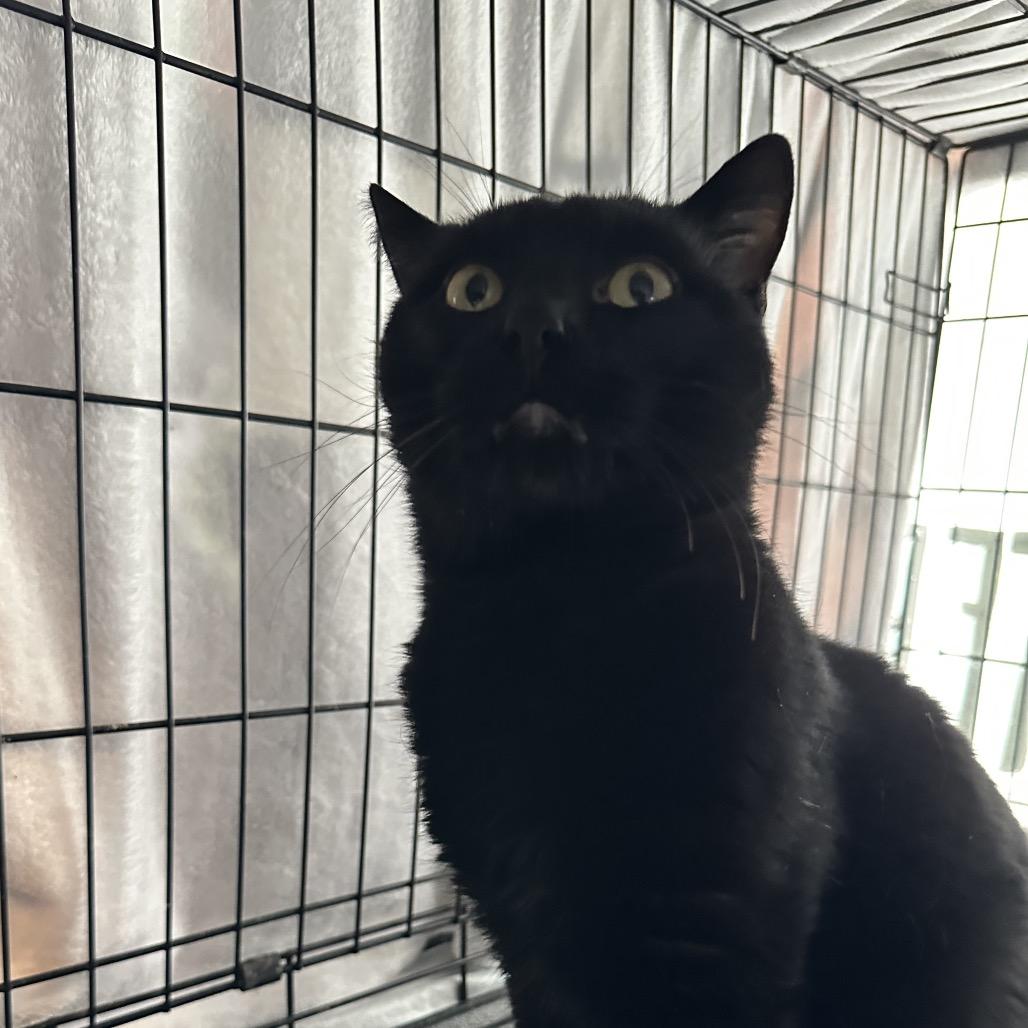 Poe, Adoptable, Adult Male Domestic Short Hair.