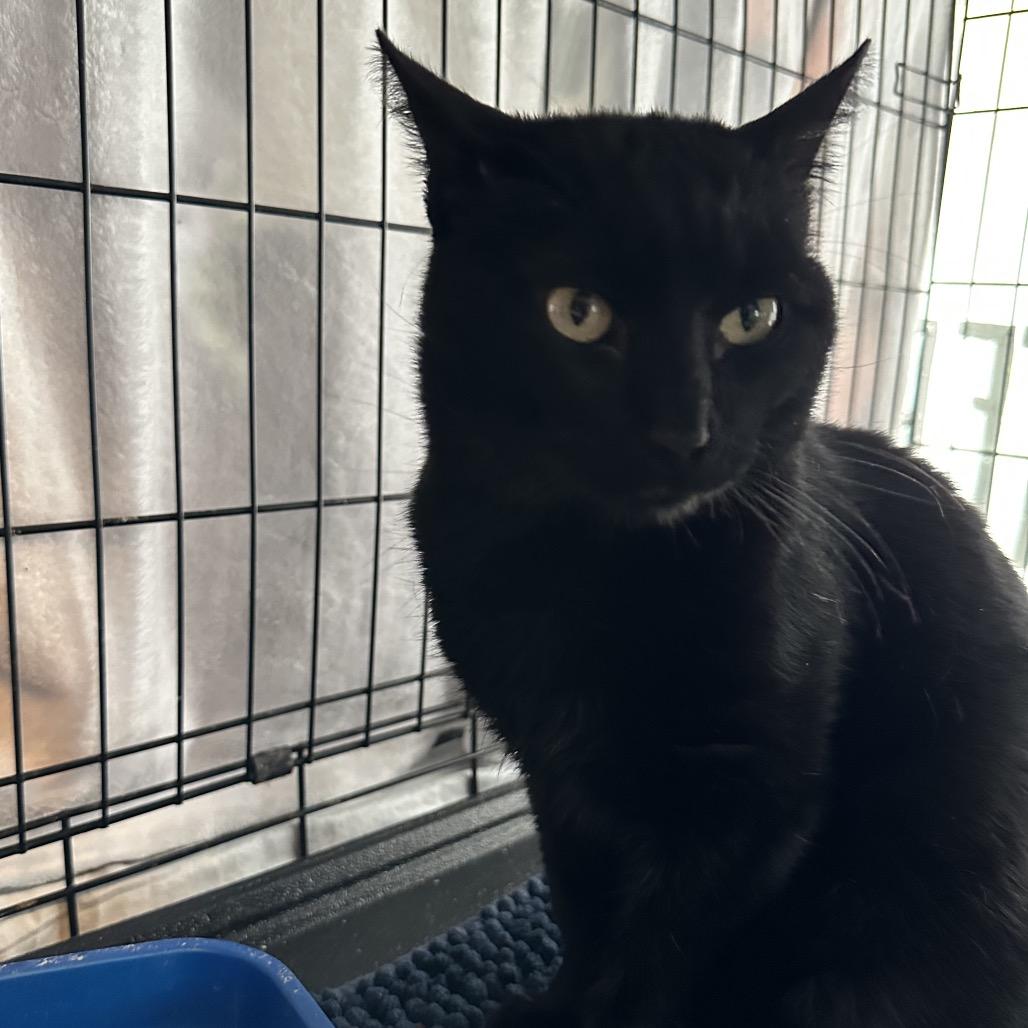 Poe, a Adoptable Domestic Short Hair in Pittsburg, KS image 2/2