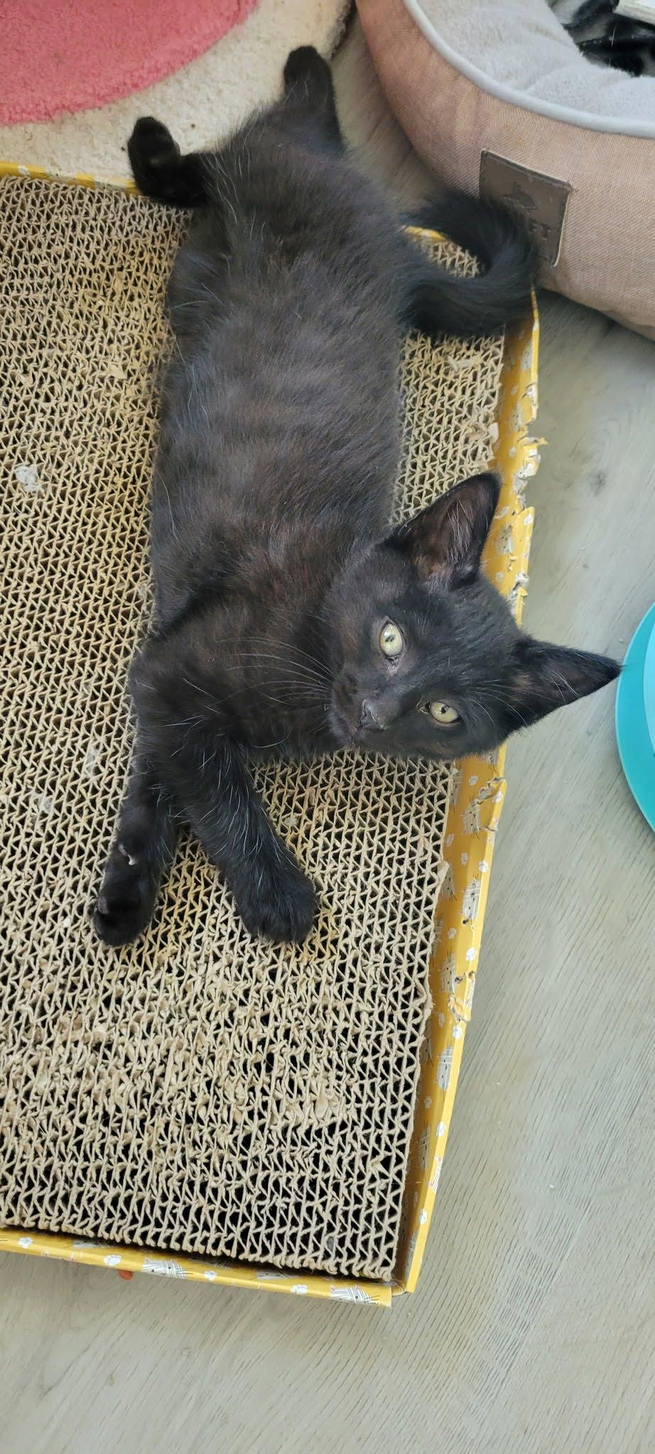 Jett, Adoptable, Kitten Male American Shorthair.