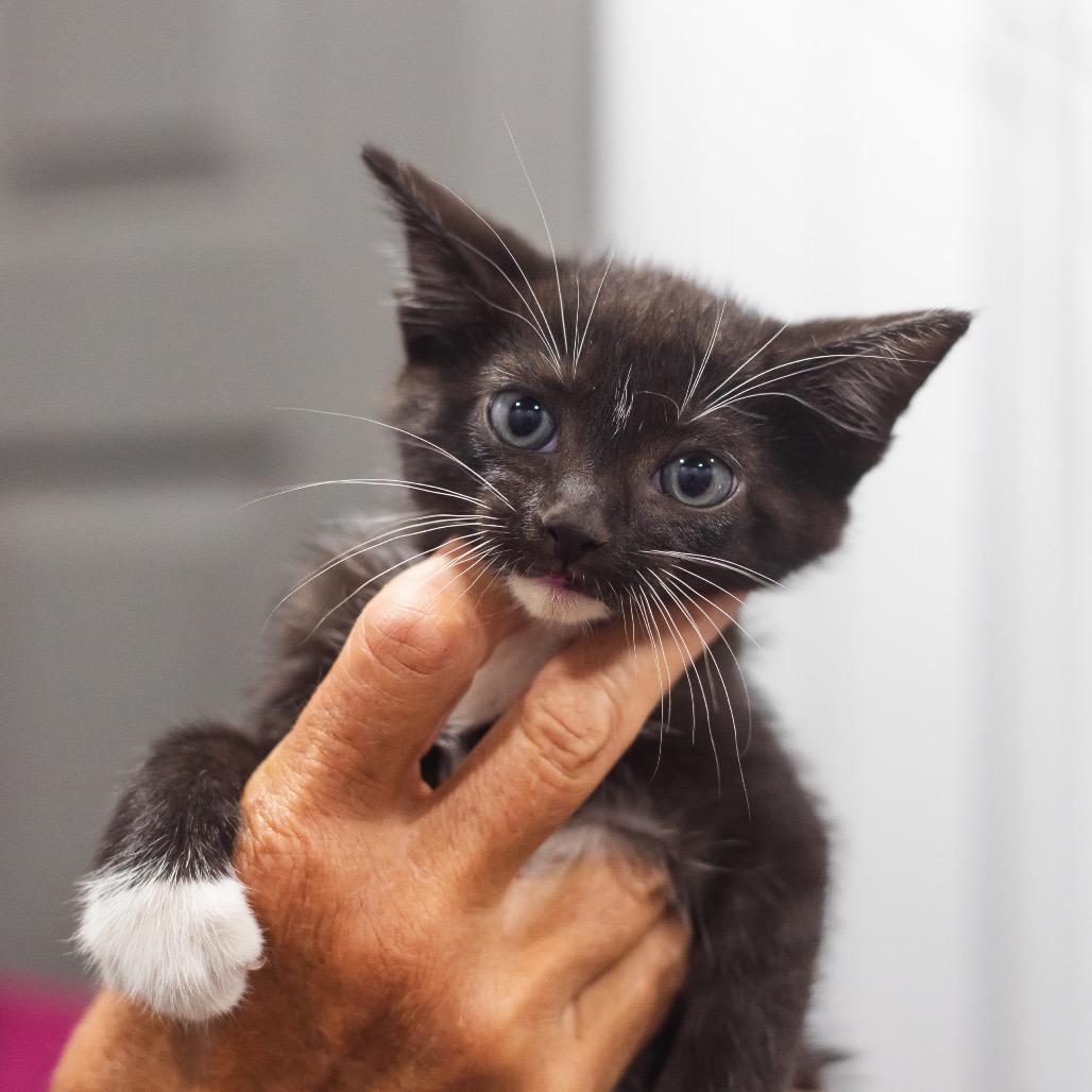 Enlarge Cricket, a Adoptable Domestic Short Hair in Enfield, NH image 1/3