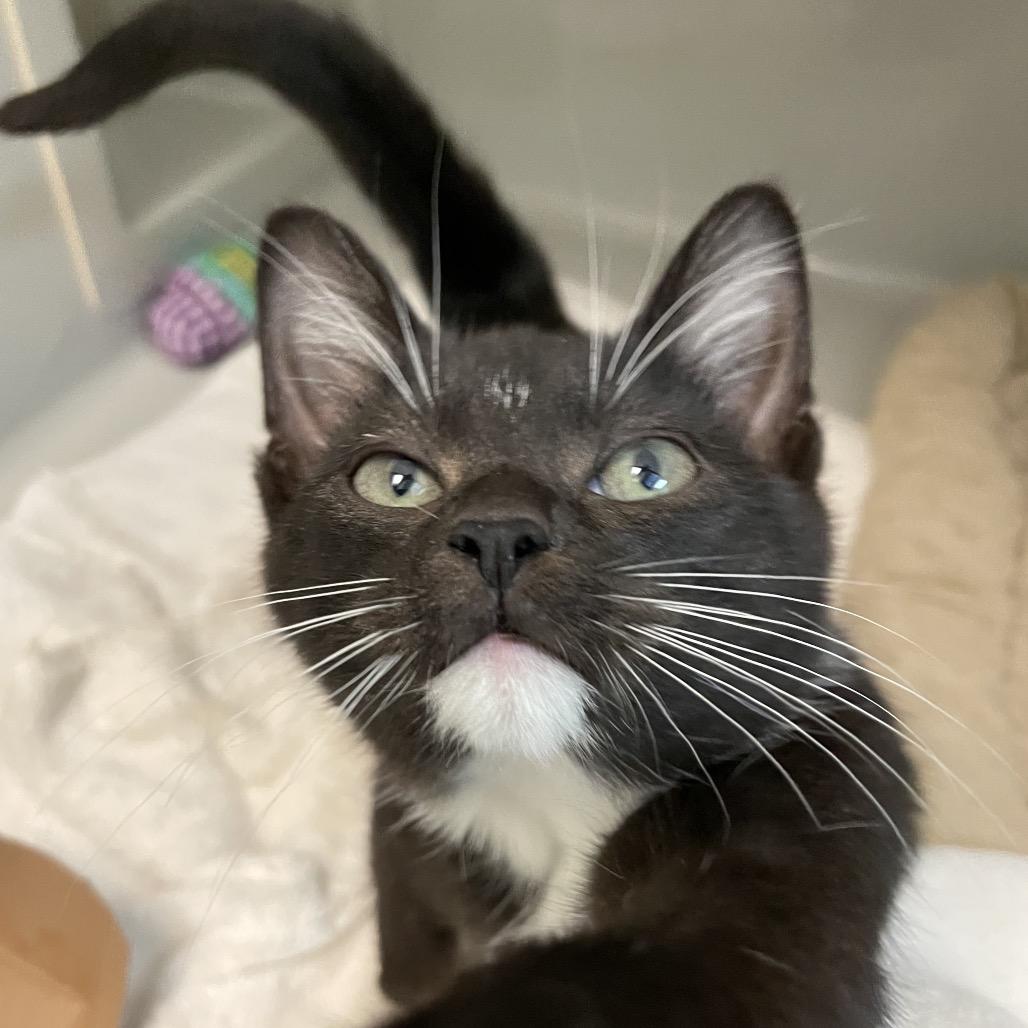 Enlarge Cricket, a Adoptable Domestic Short Hair in Enfield, NH image 2/3