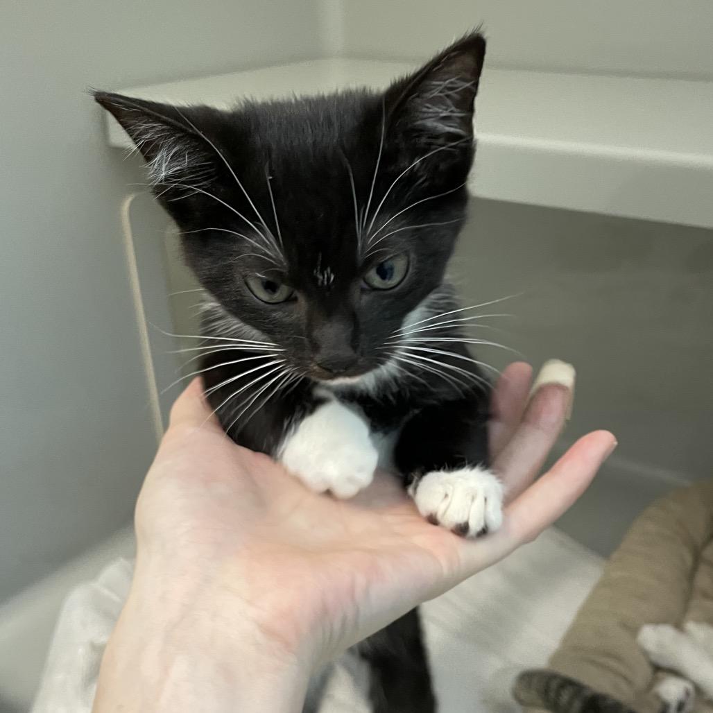 Enlarge Cricket, a Adoptable Domestic Short Hair in Enfield, NH image 3/3