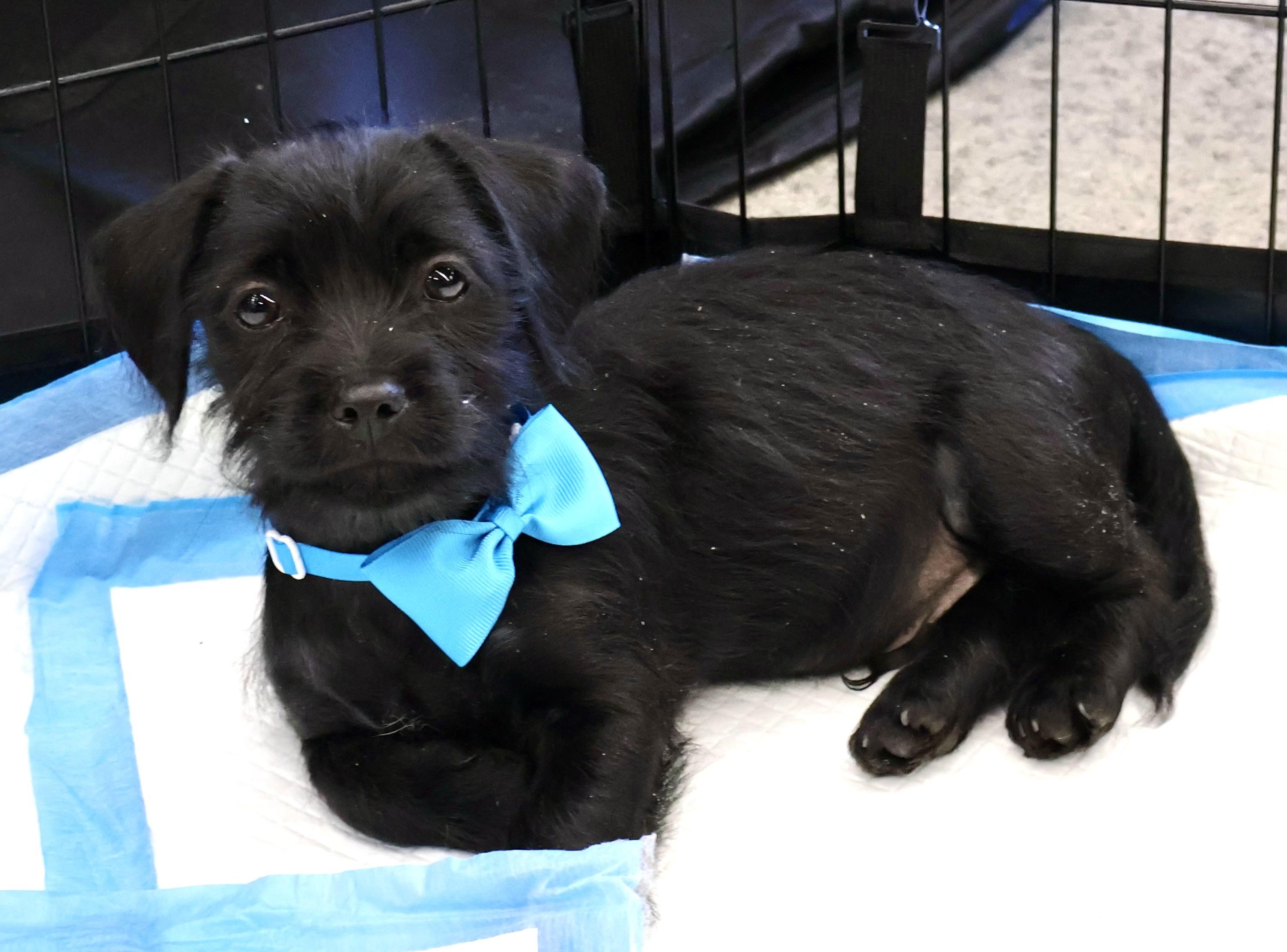 Enlarge Orlando, a Adoptable mixed breed in Gainesville, VA image 6/6