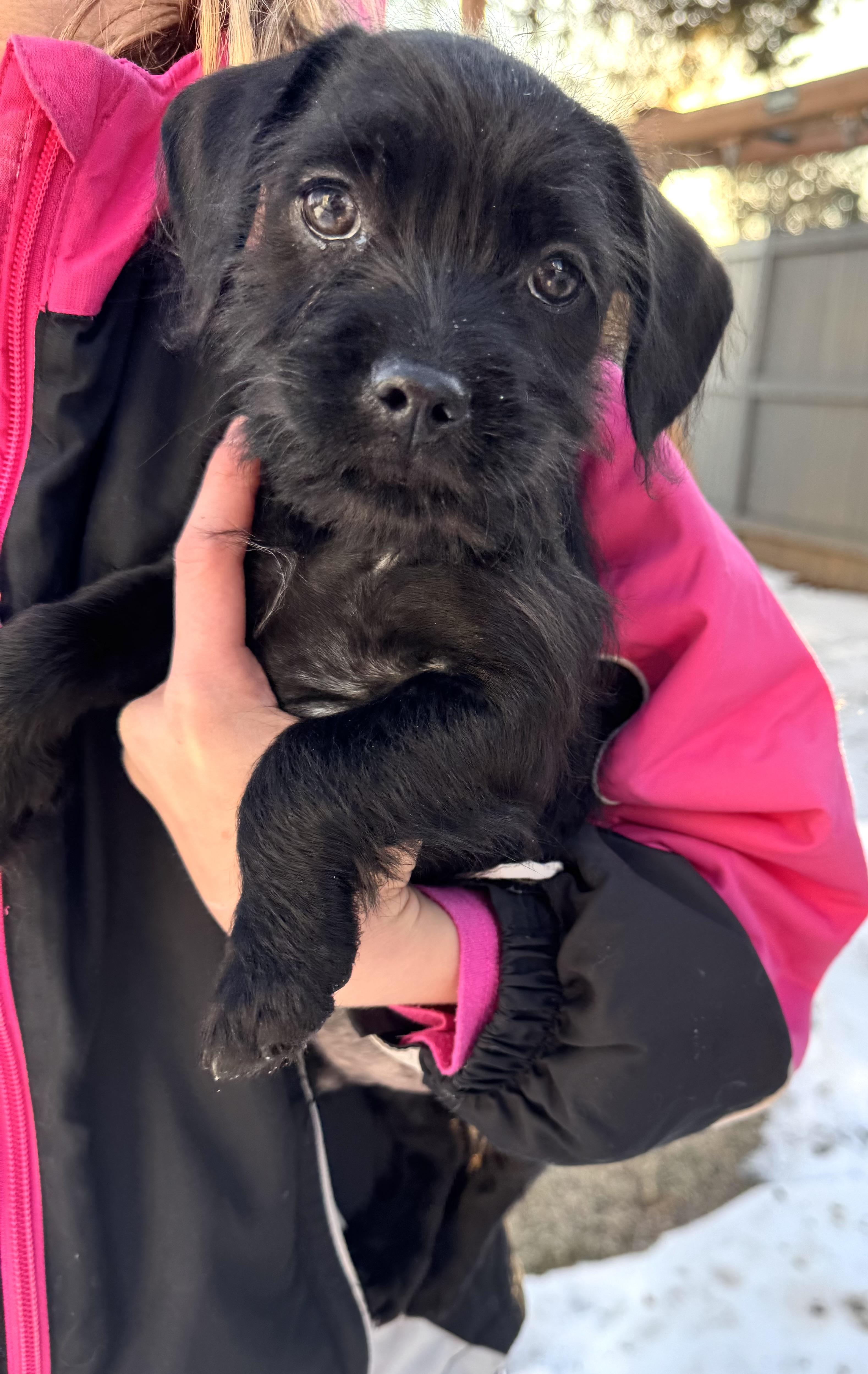 Enlarge Orlando, a Adoptable mixed breed in Gainesville, VA image 3/6