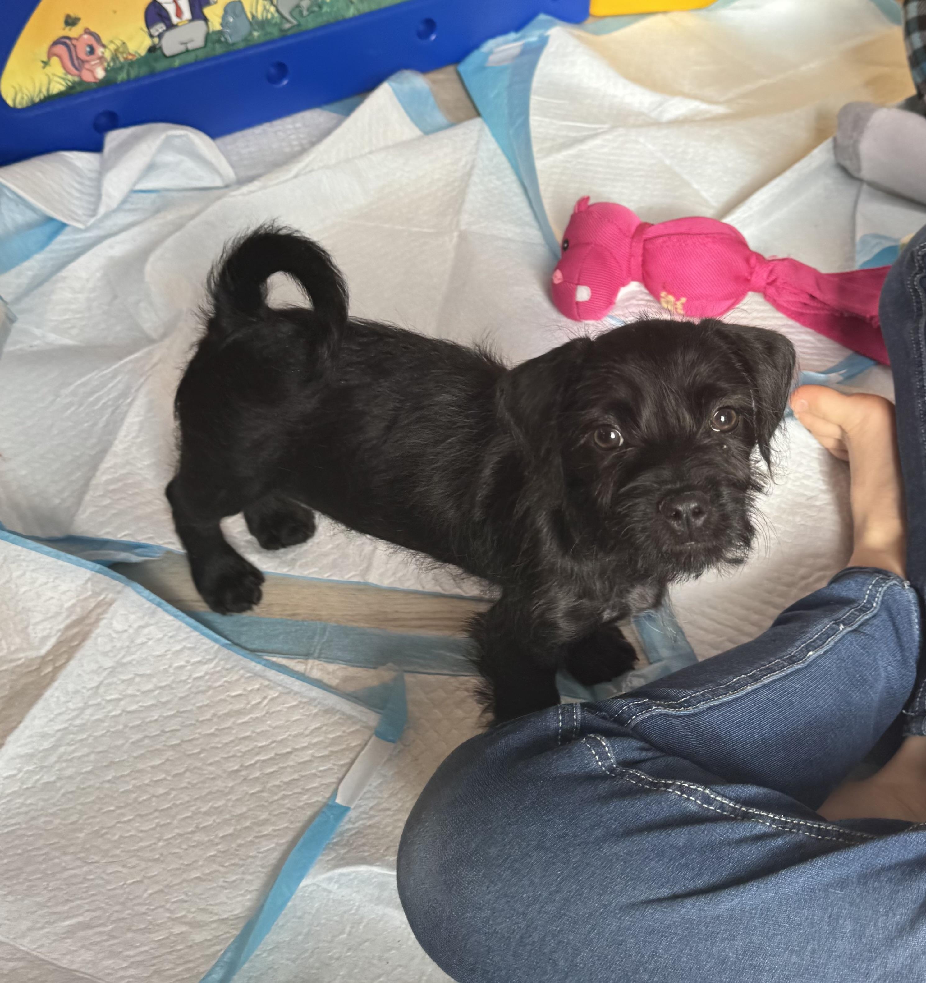 Enlarge Orlando, a Adoptable mixed breed in Gainesville, VA image 5/6