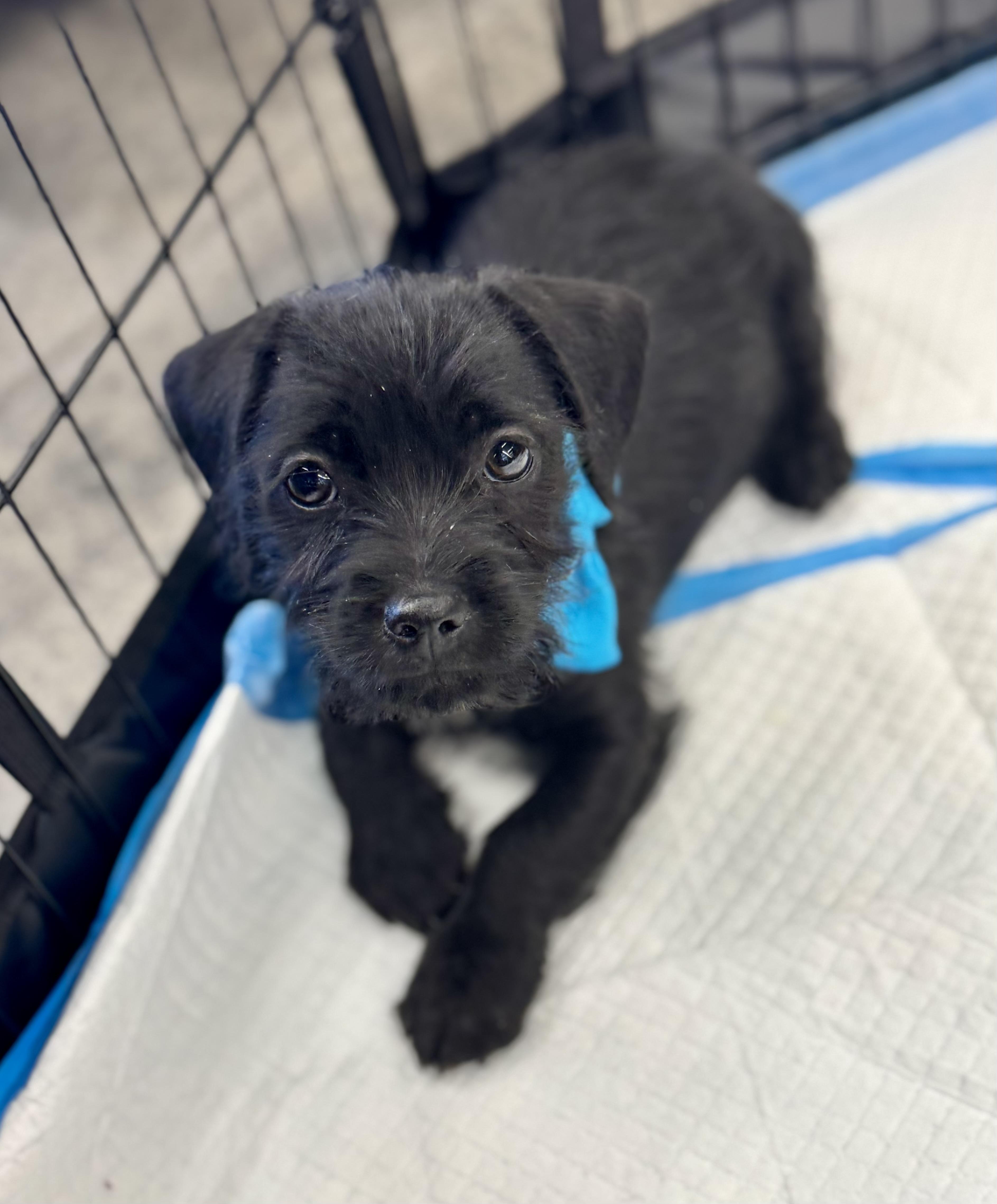 Enlarge Orlando, a Adoptable mixed breed in Gainesville, VA image 1/6