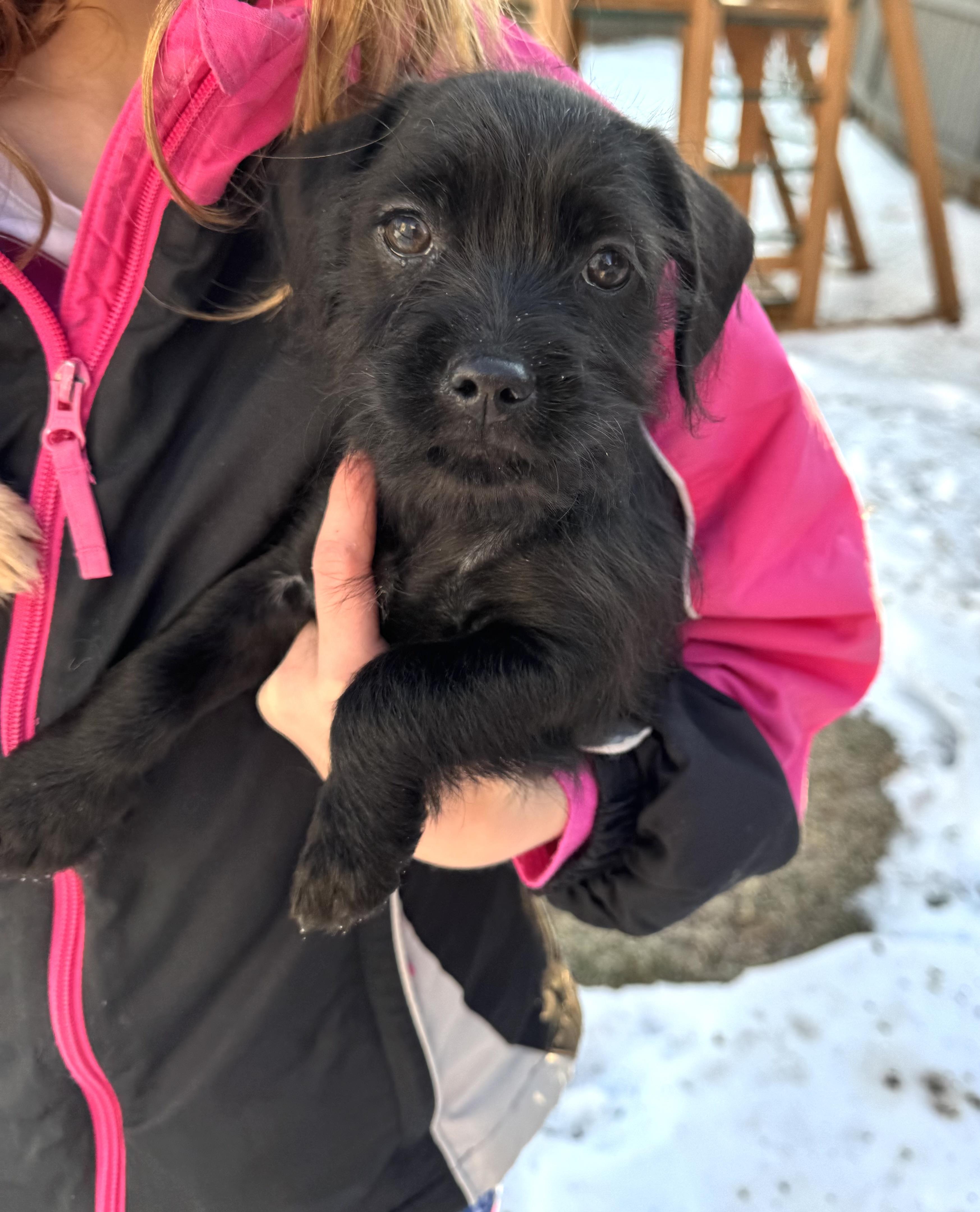Enlarge Orlando, a Adoptable mixed breed in Gainesville, VA image 4/6