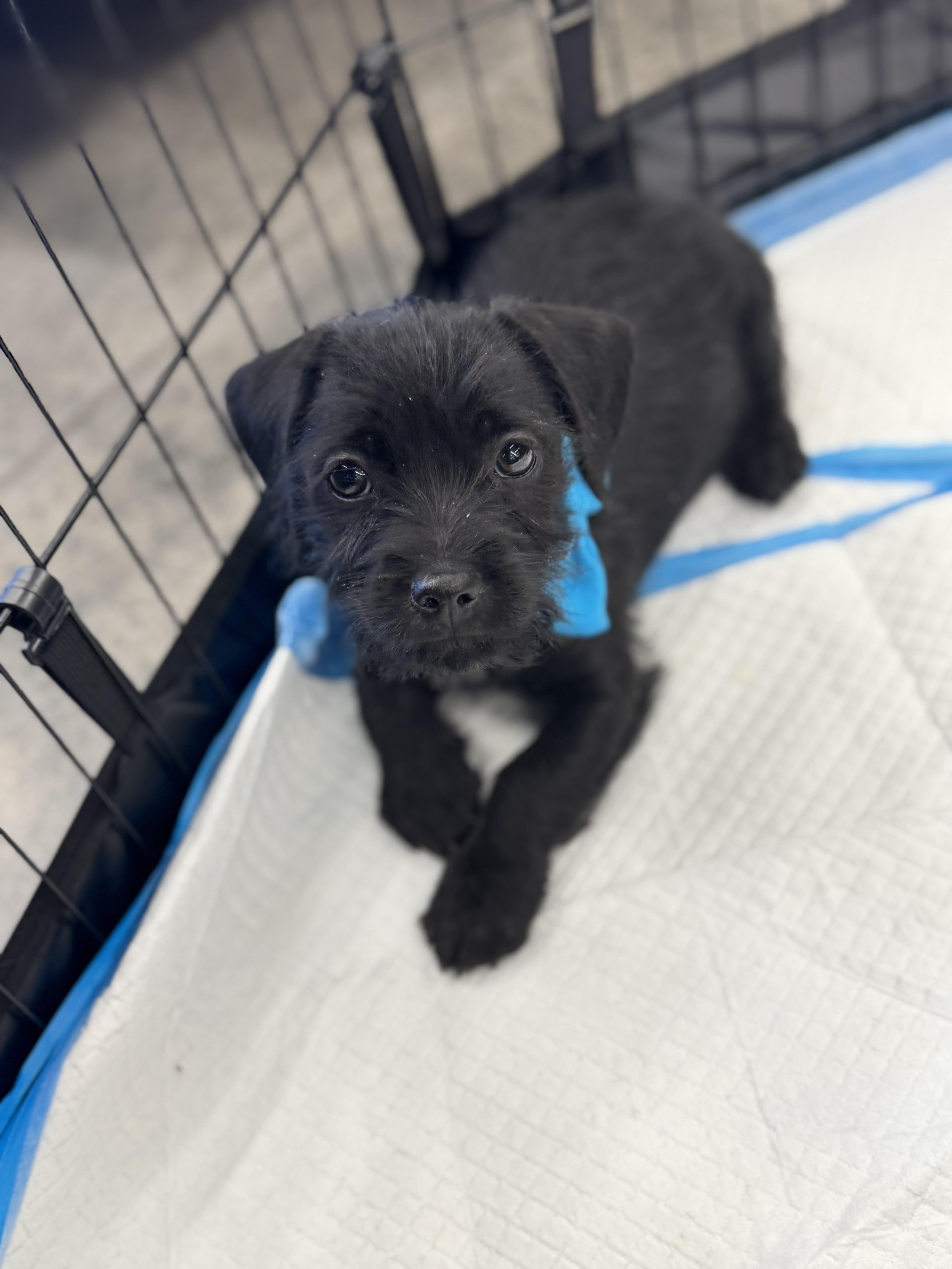 Enlarge Orlando, a Adoptable mixed breed in Gainesville, VA image 2/6