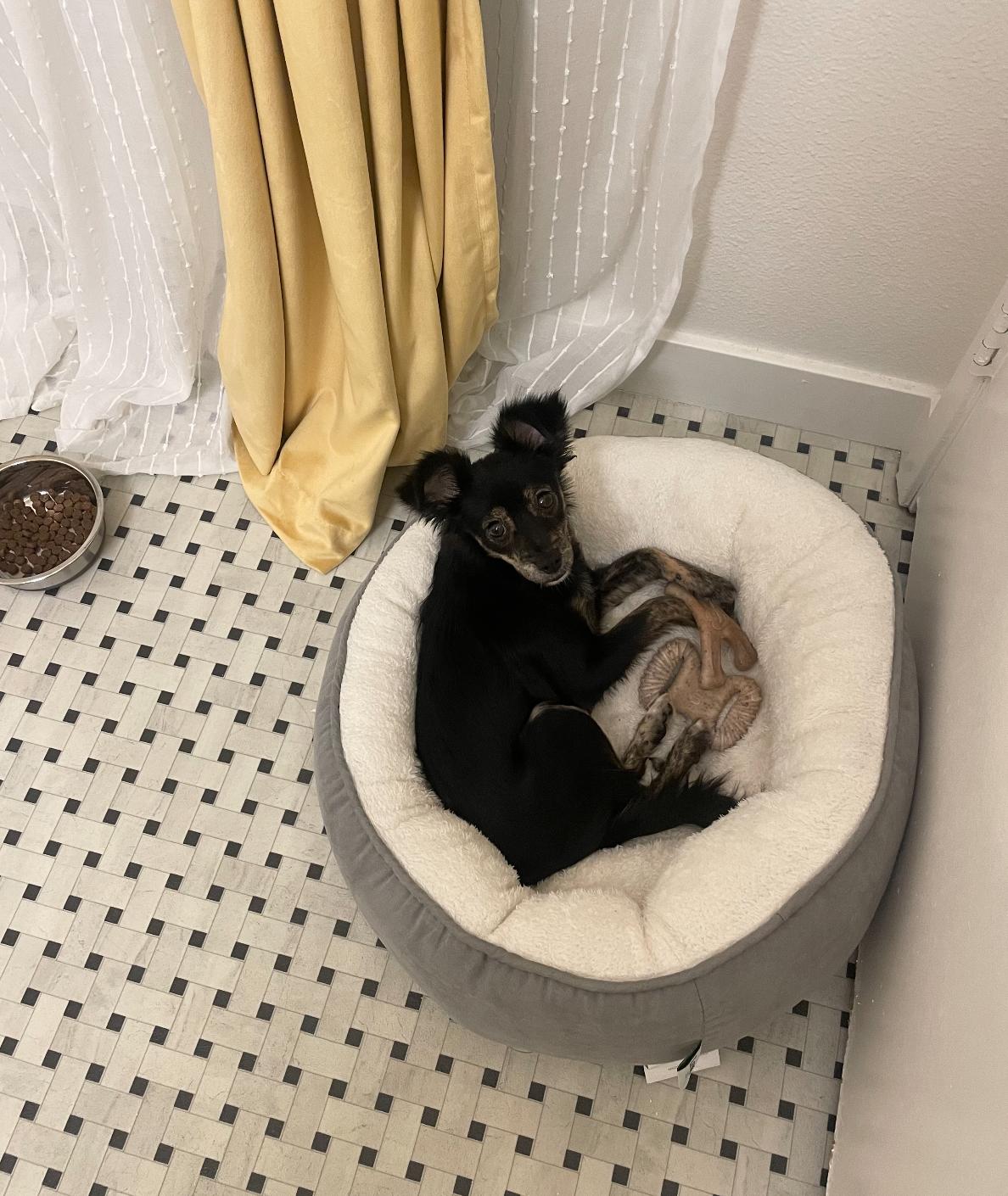 Enlarge Sophie, a ADOPTABLE mixed breed in Newport Beach, CA image 2/5