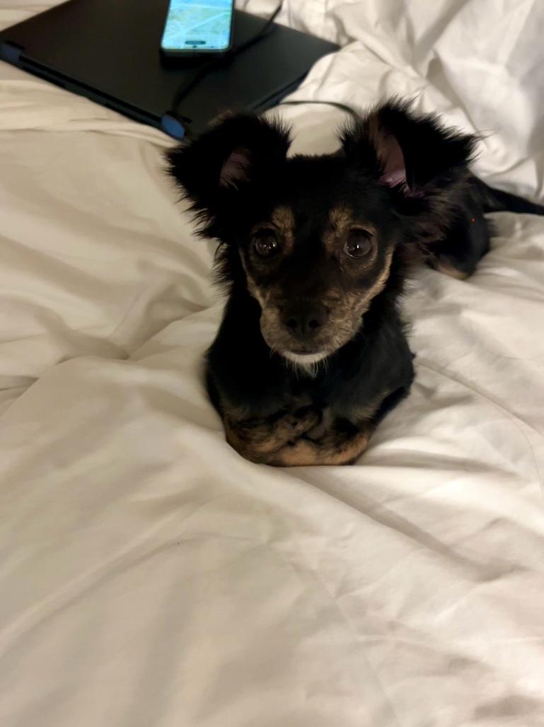 Enlarge Sophie, a ADOPTABLE mixed breed in Newport Beach, CA image 3/5