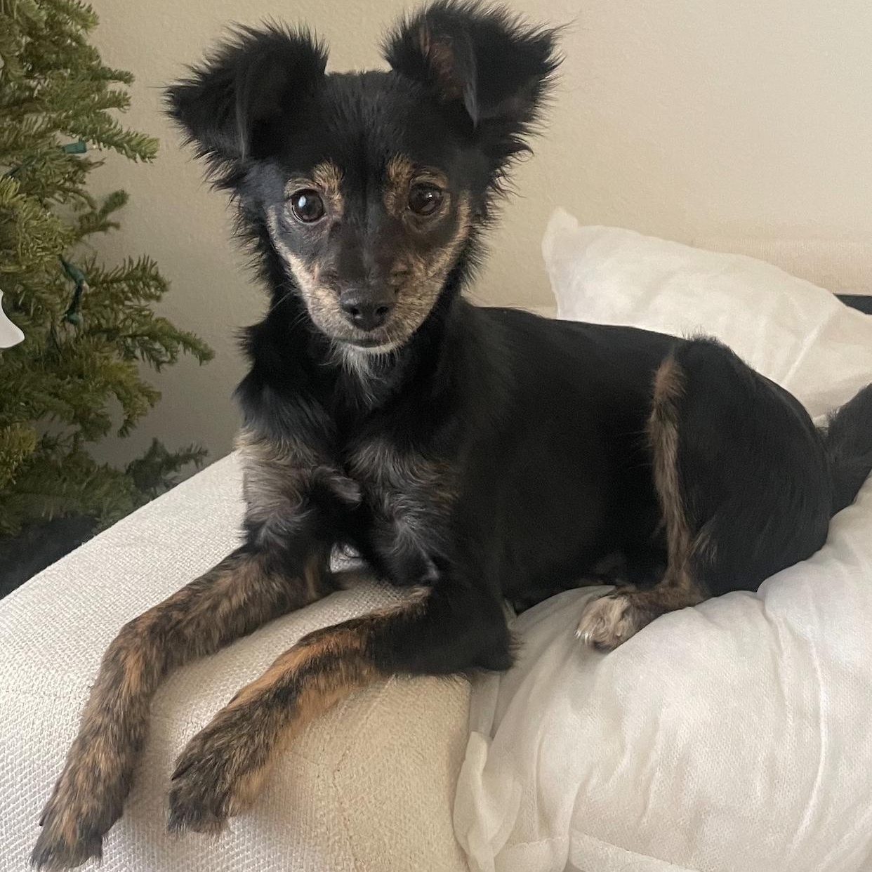 Sophie, ADOPTABLE, Young Female Chihuahua & Whippet.