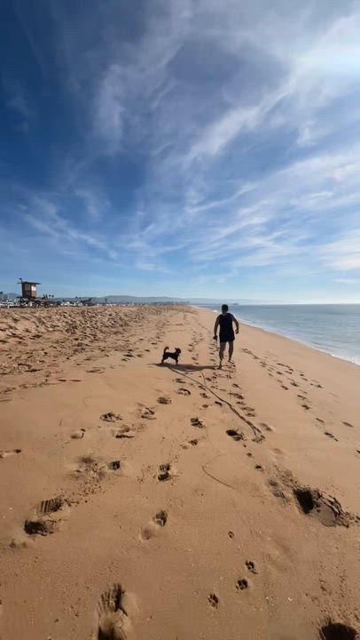 Enlarge Sophie, a ADOPTABLE mixed breed in Newport Beach, CA video 5/5
